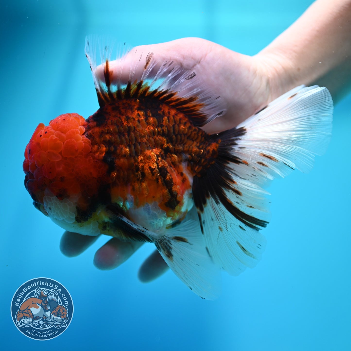 Large Full Wen Tiger Rose Tail Oranda inch Body (260605_OR03)