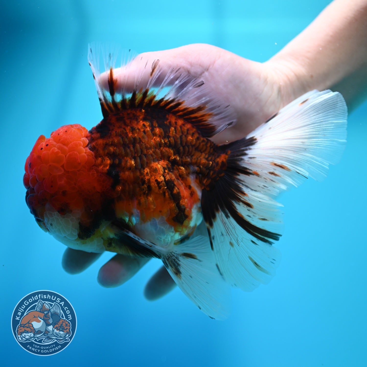 Large Full Wen Tiger Rose Tail Oranda inch Body (260605_OR03)