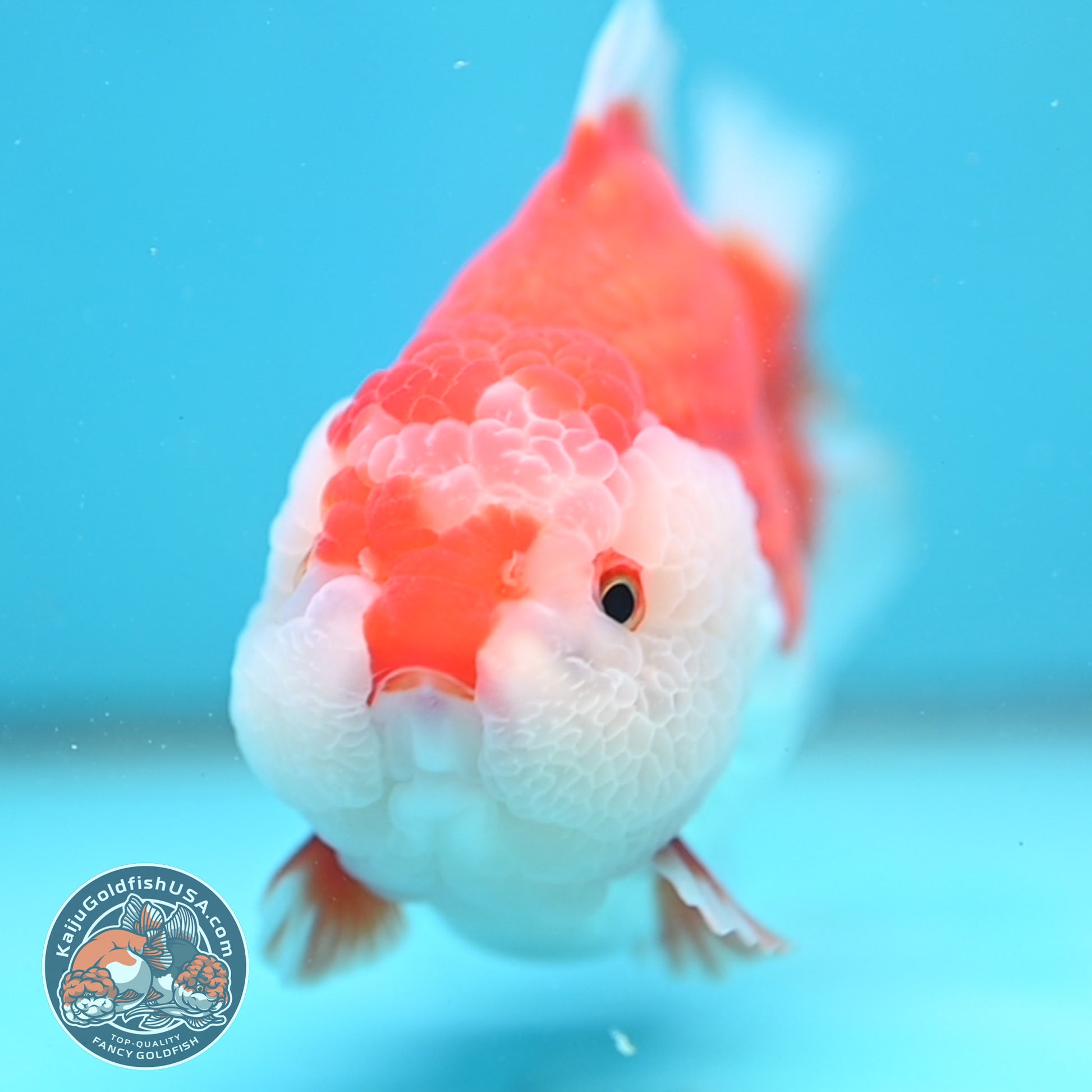 Large Red White Oranda 4.5 inch Body (251024_OR11)