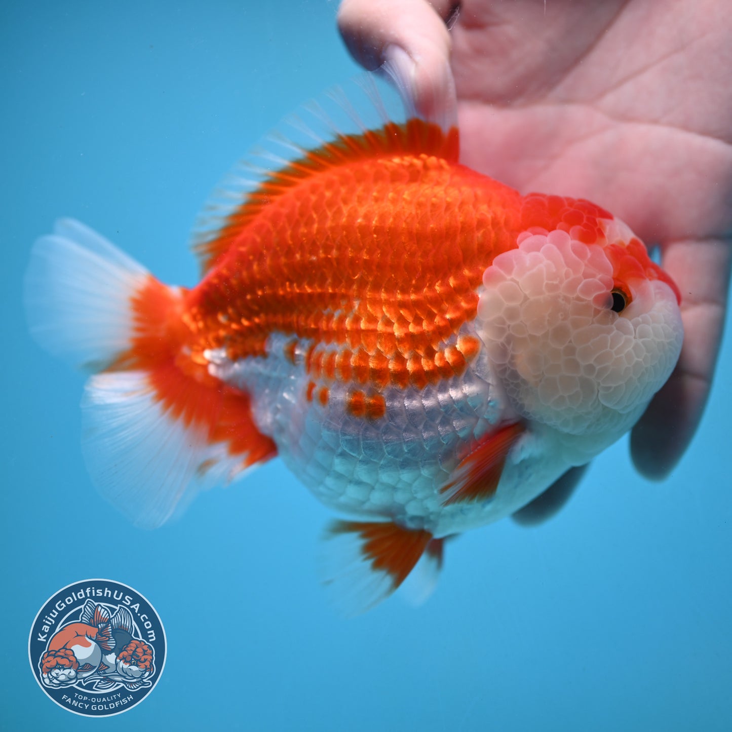 Large Red White Oranda 4.5 inch Body (251024_OR11)