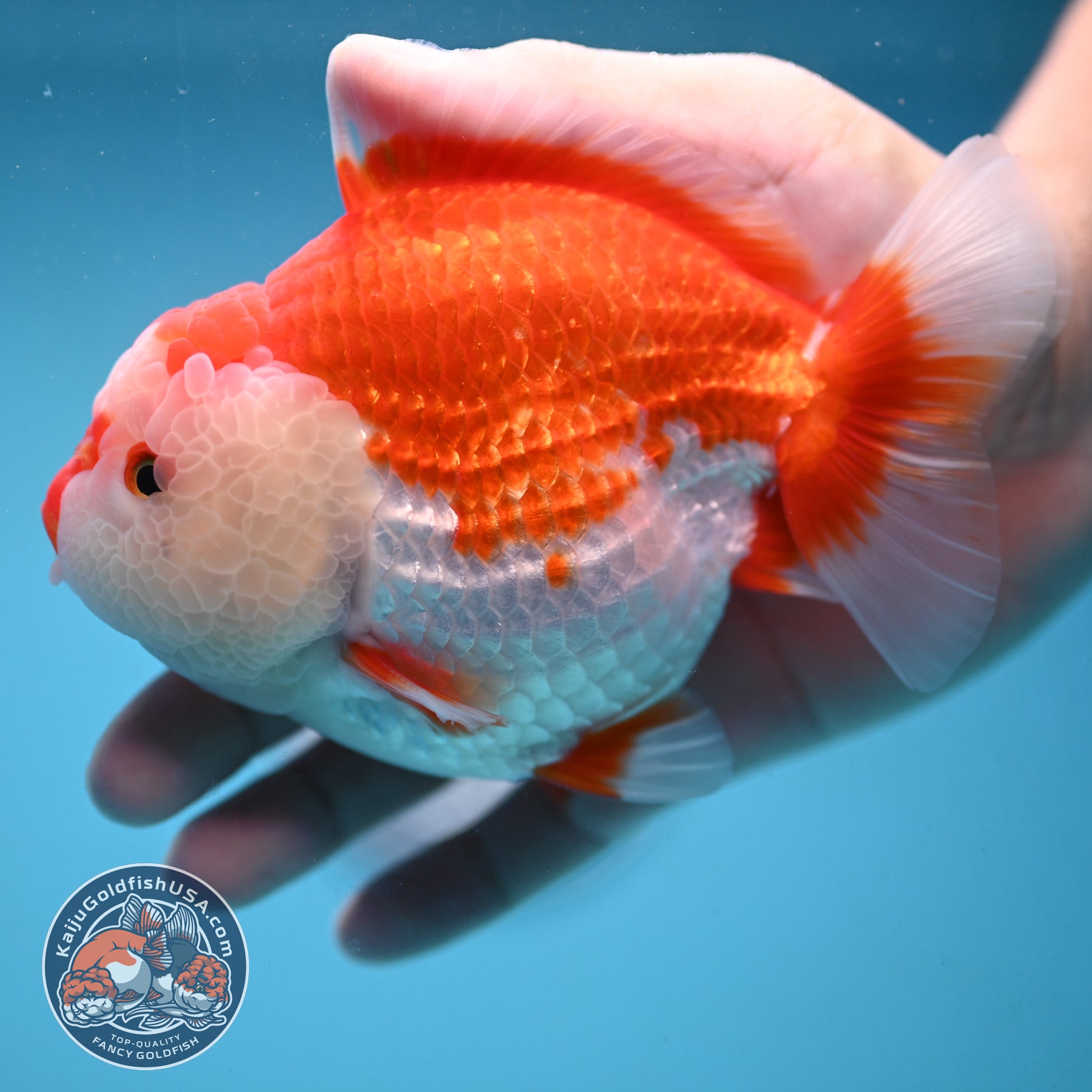 Large Red White Oranda 4.5 inch Body (251024_OR11)