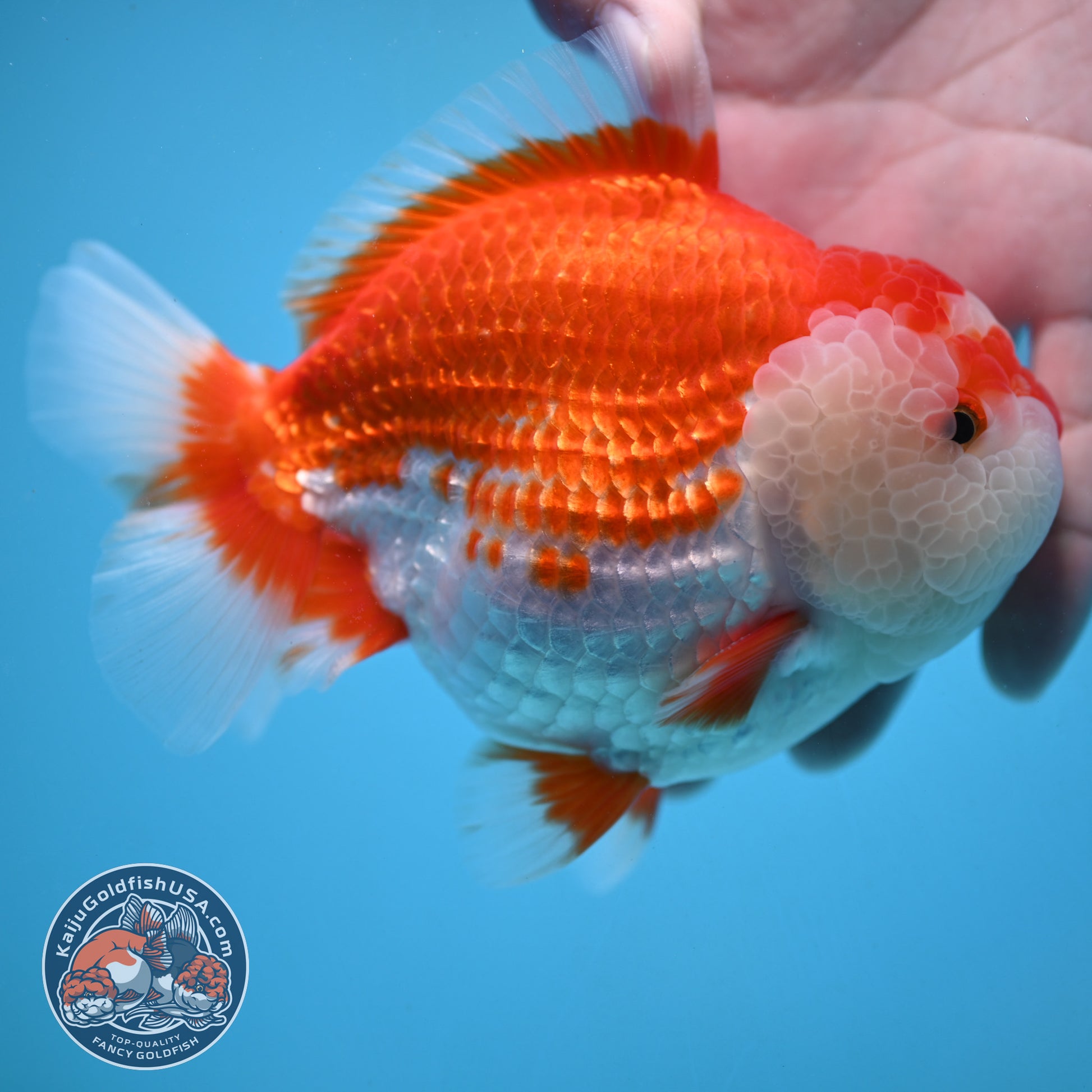 Large Red White Oranda 4.5 inch Body (251024_OR11)