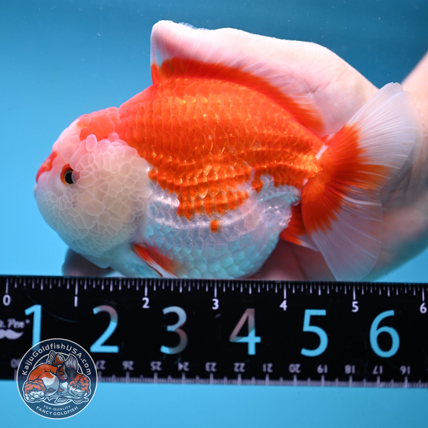Large Red White Oranda 4.5 inch Body (251024_OR11)