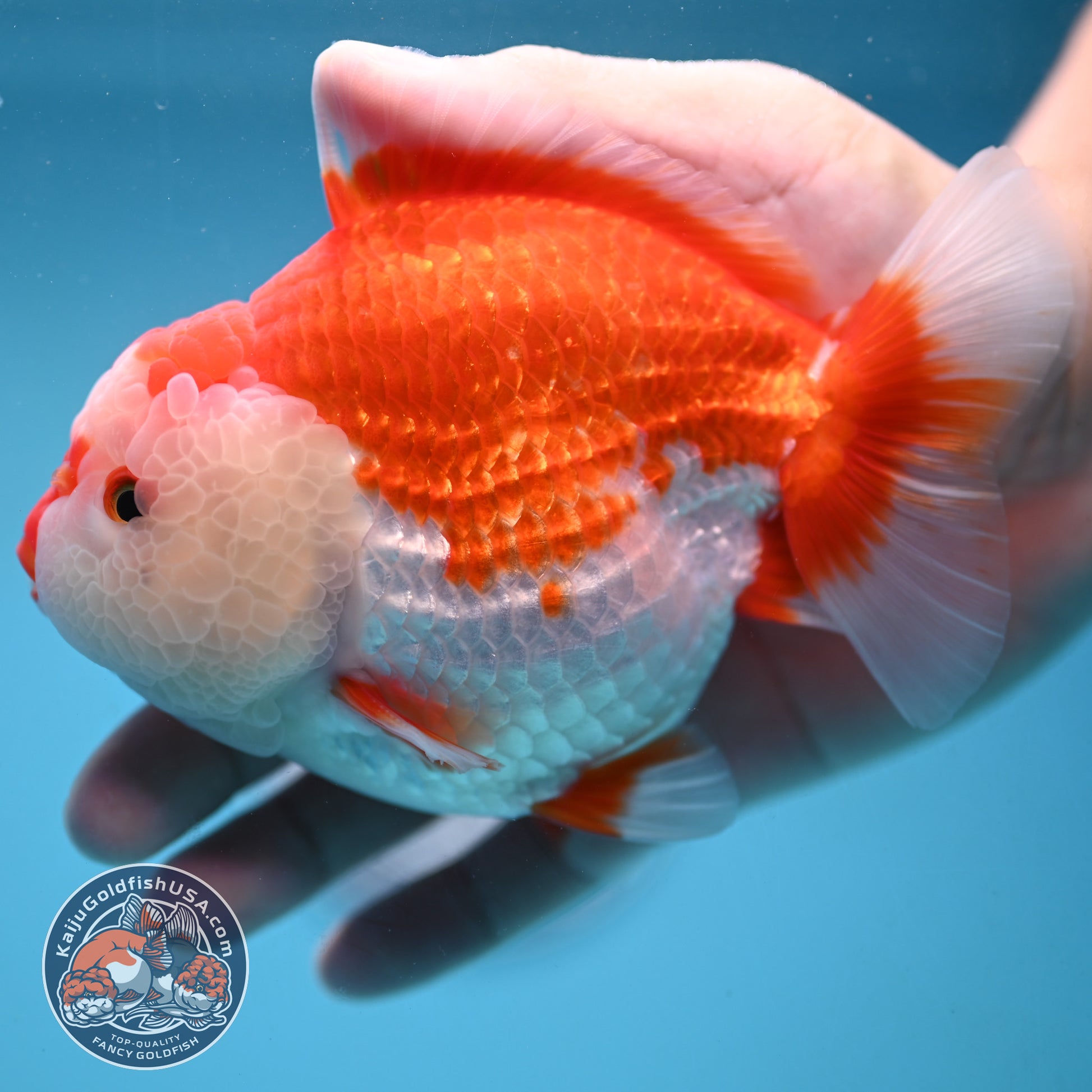 Large Red White Oranda 4.5 inch Body (251024_OR11)