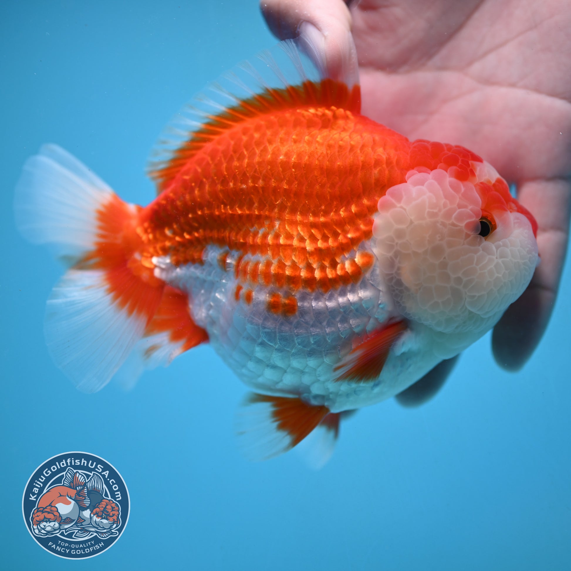 Large Red White Oranda 4.5 inch Body (251024_OR11)