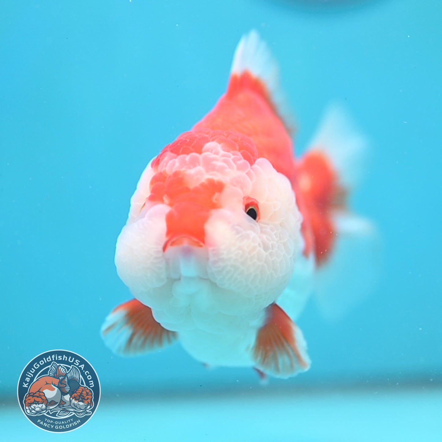 Large Red White Oranda 4.5 inch Body (251024_OR11)