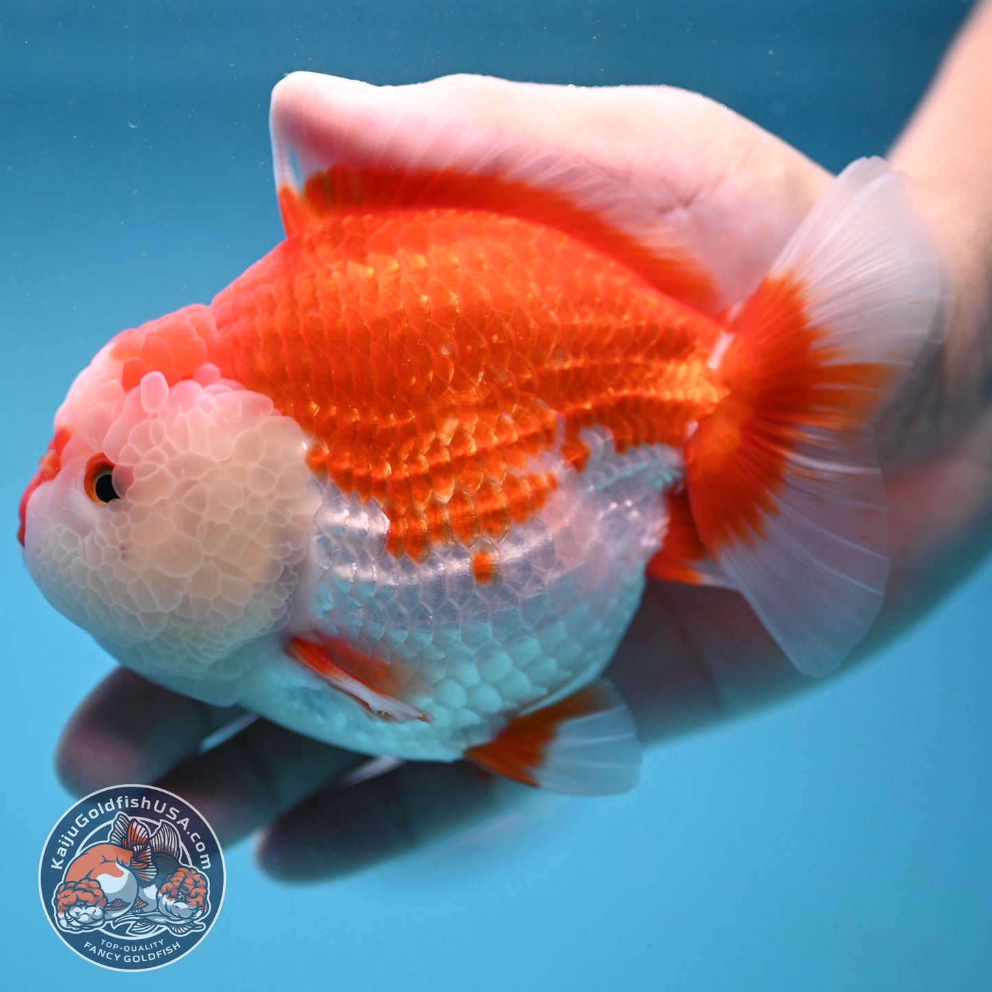 Large Red White Oranda 4.5 inch Body (251024_OR11)