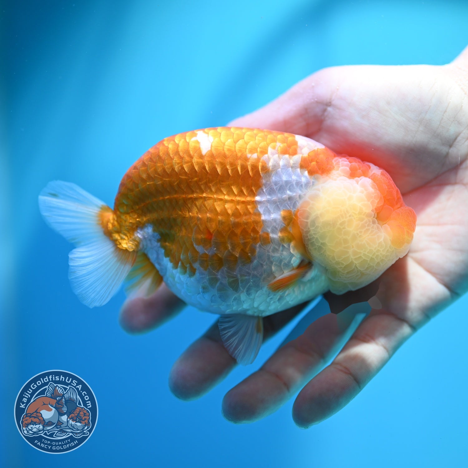 Large Red White Ranchu 4.5 inch Body (260612_RC03)