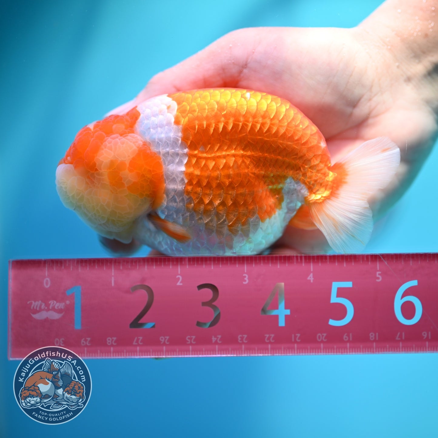Large Red White Ranchu 4.5 inch Body (260612_RC03)