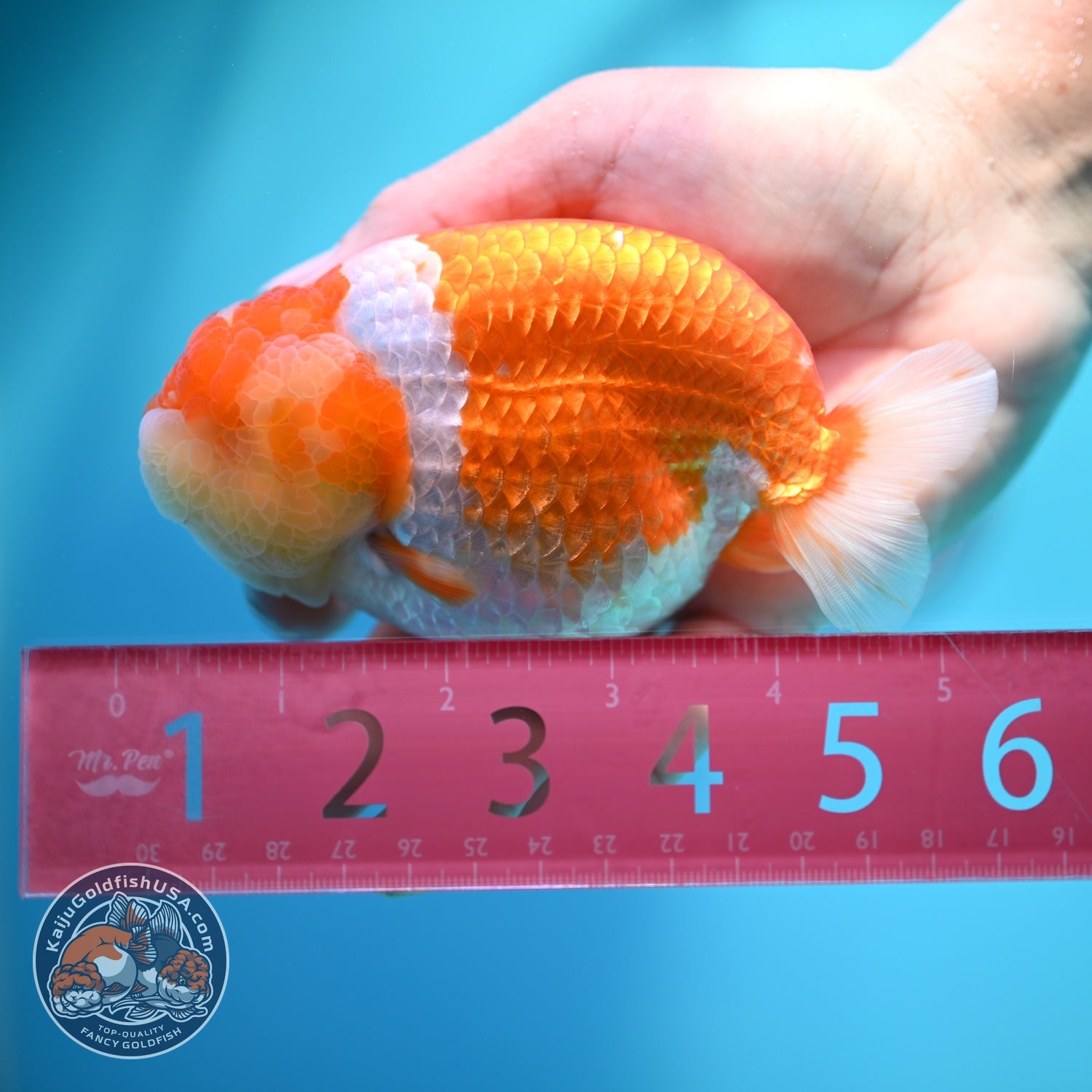 Large Red White Ranchu 4.5 inch Body (260612_RC03)