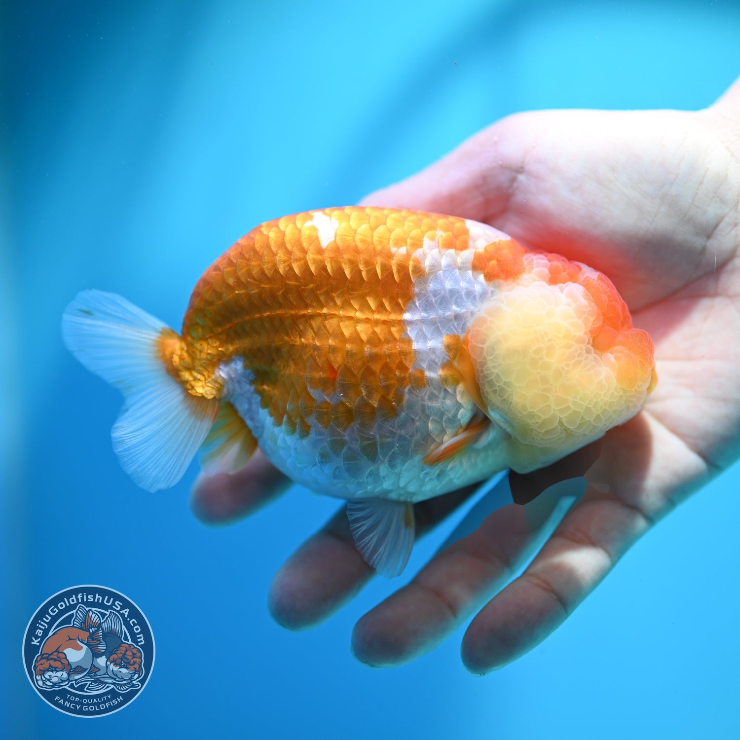 Large Red White Ranchu 4.5 inch Body (260612_RC03)