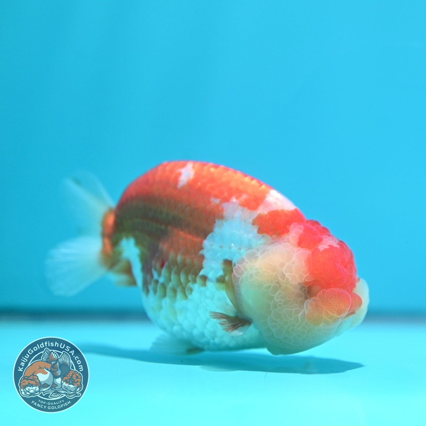 Large Red White Ranchu 4.5 inch Body (260612_RC03)