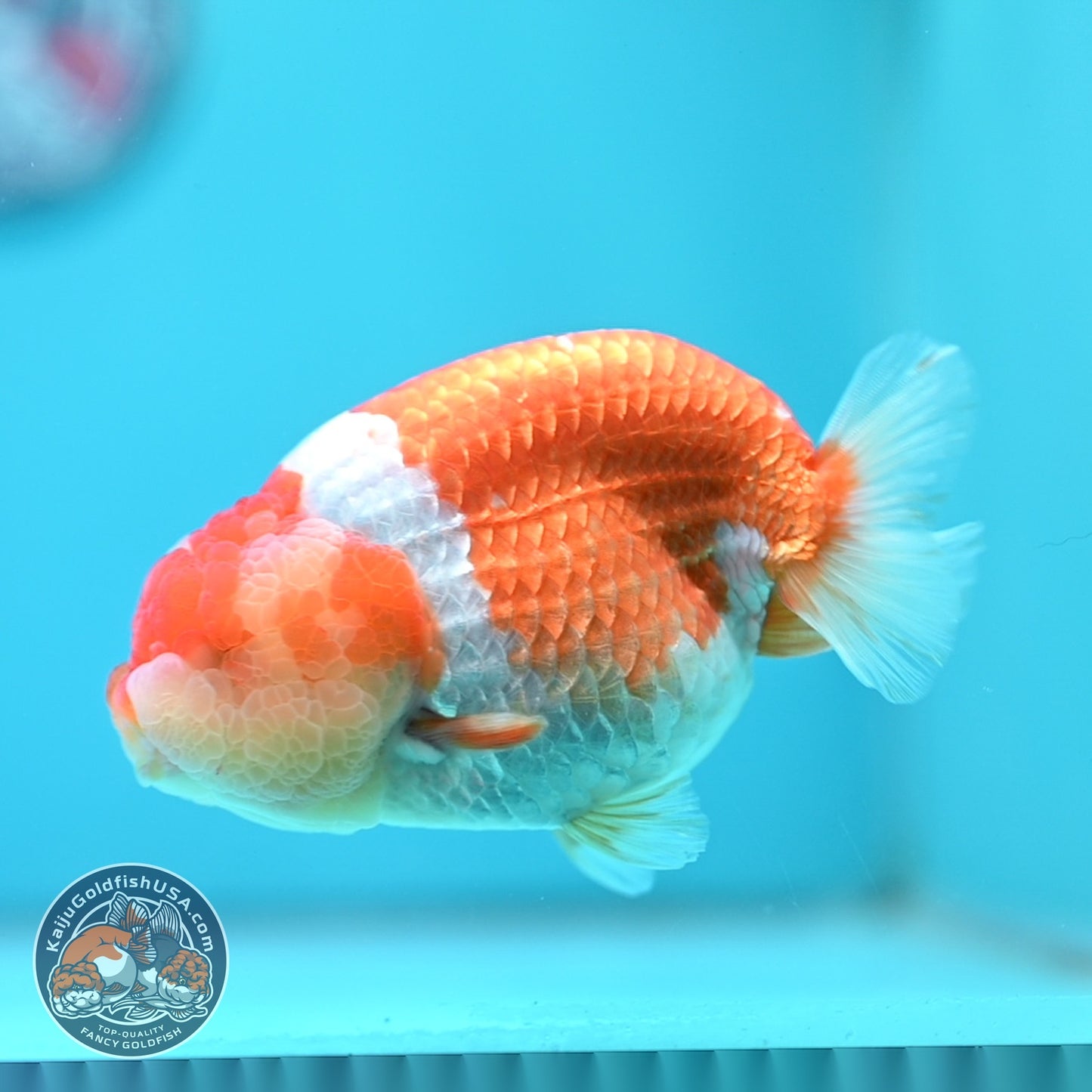 Large Red White Ranchu 4.5 inch Body (260612_RC03)