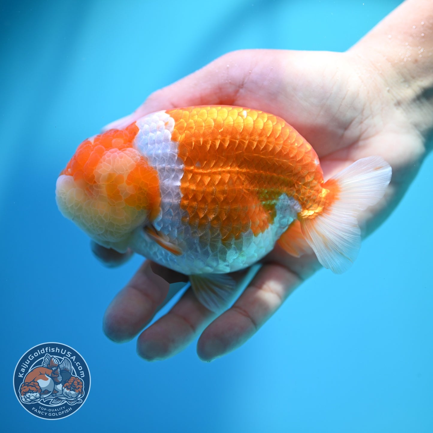 Large Red White Ranchu 4.5 inch Body (260612_RC03)