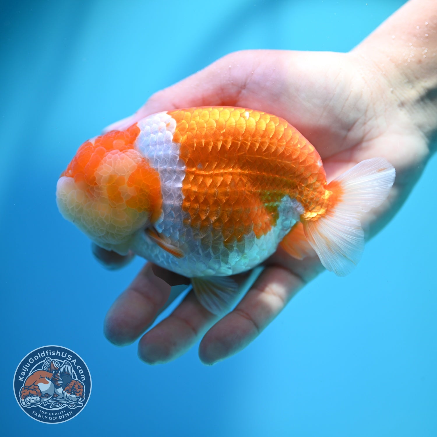 Large Red White Ranchu 4.5 inch Body (260612_RC03)