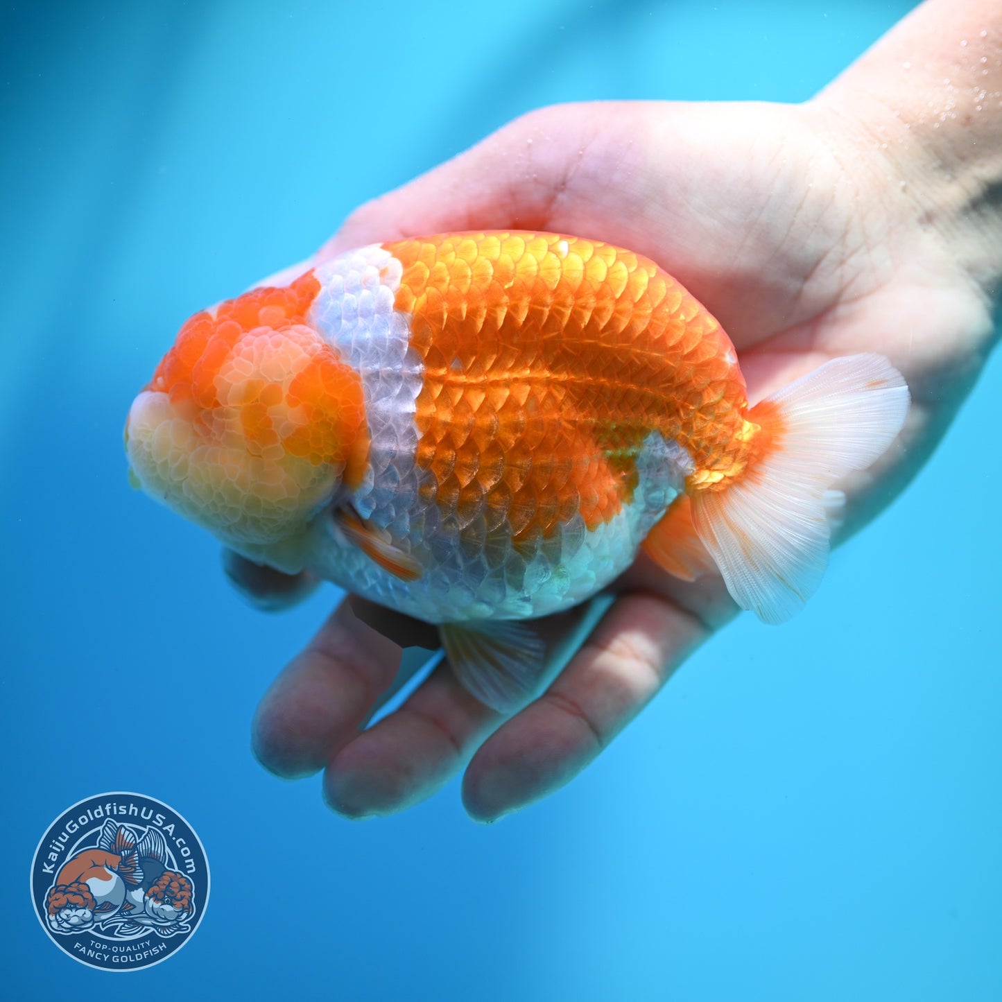 Large Red White Ranchu 4.5 inch Body (260612_RC03)