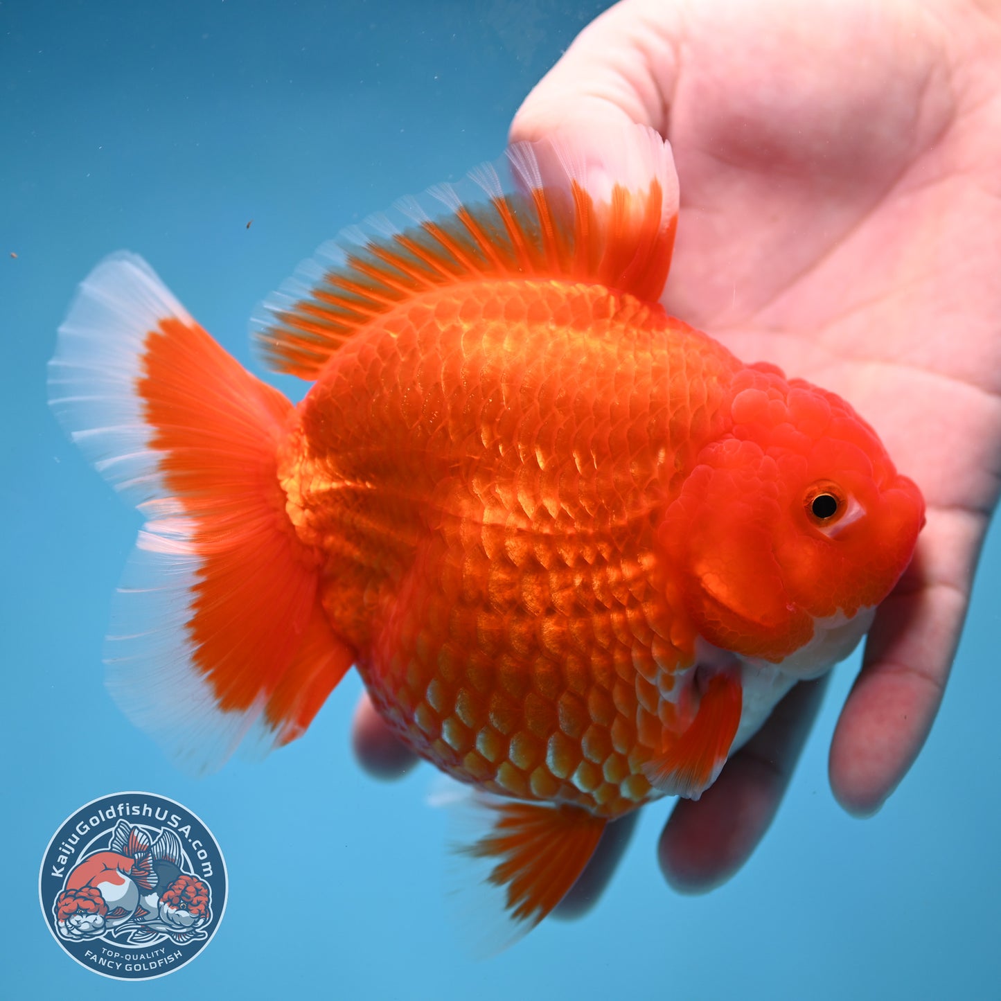 Large Red White Short Tail Oranda 4.8 inch Body (260227_OR15)