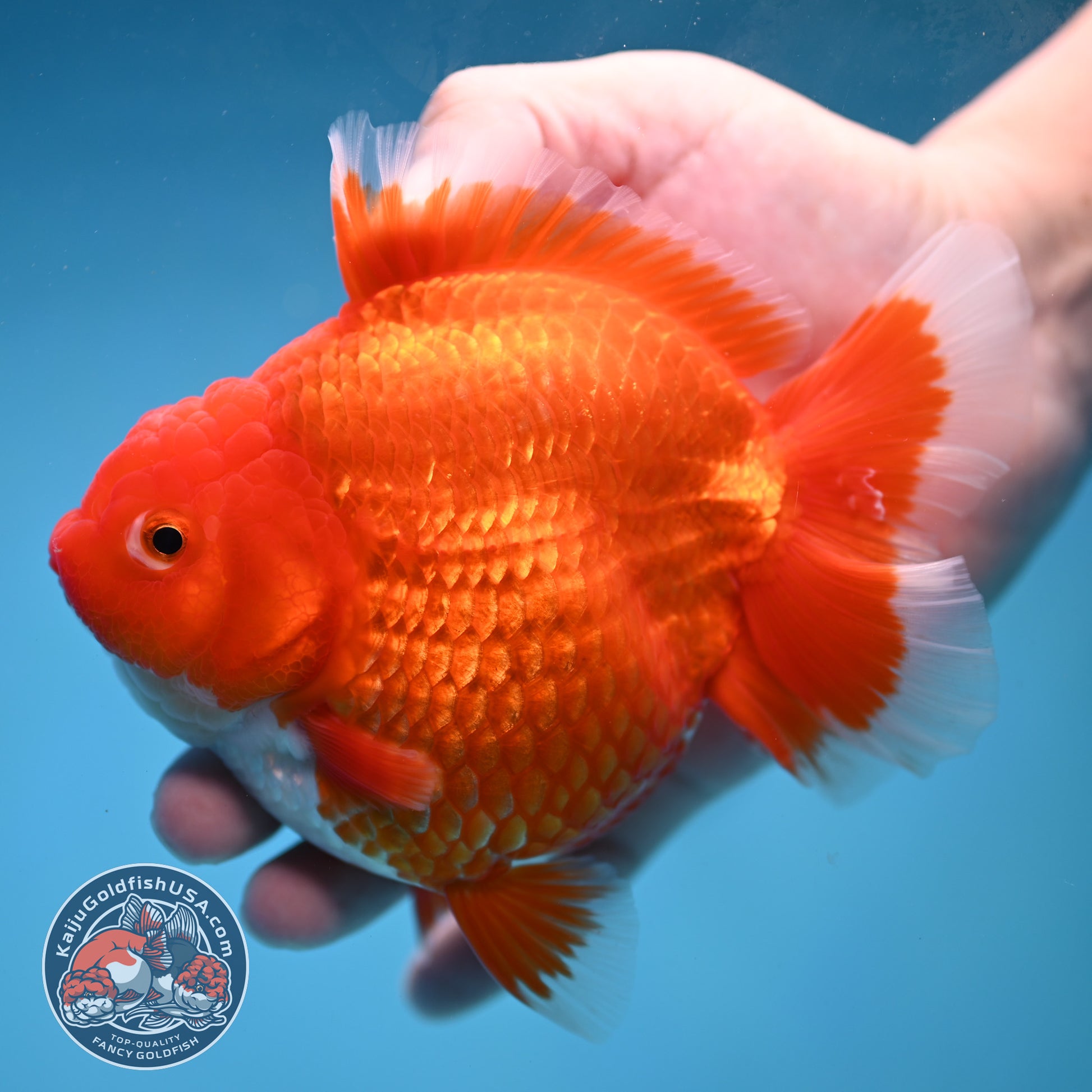 Large Red White Short Tail Oranda 4.8 inch Body (260227_OR15)
