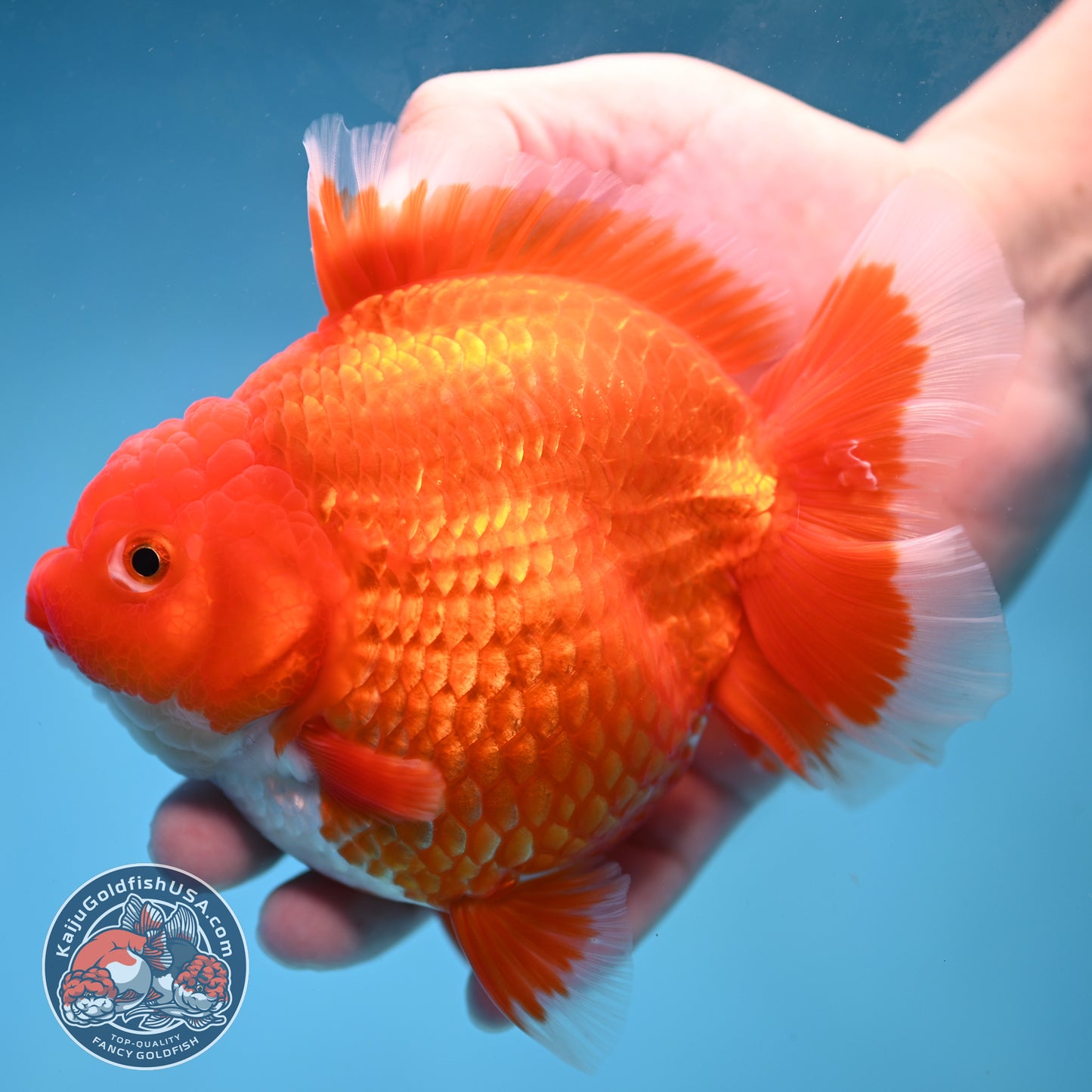Large Red White Short Tail Oranda 4.8 inch Body (260227_OR15)