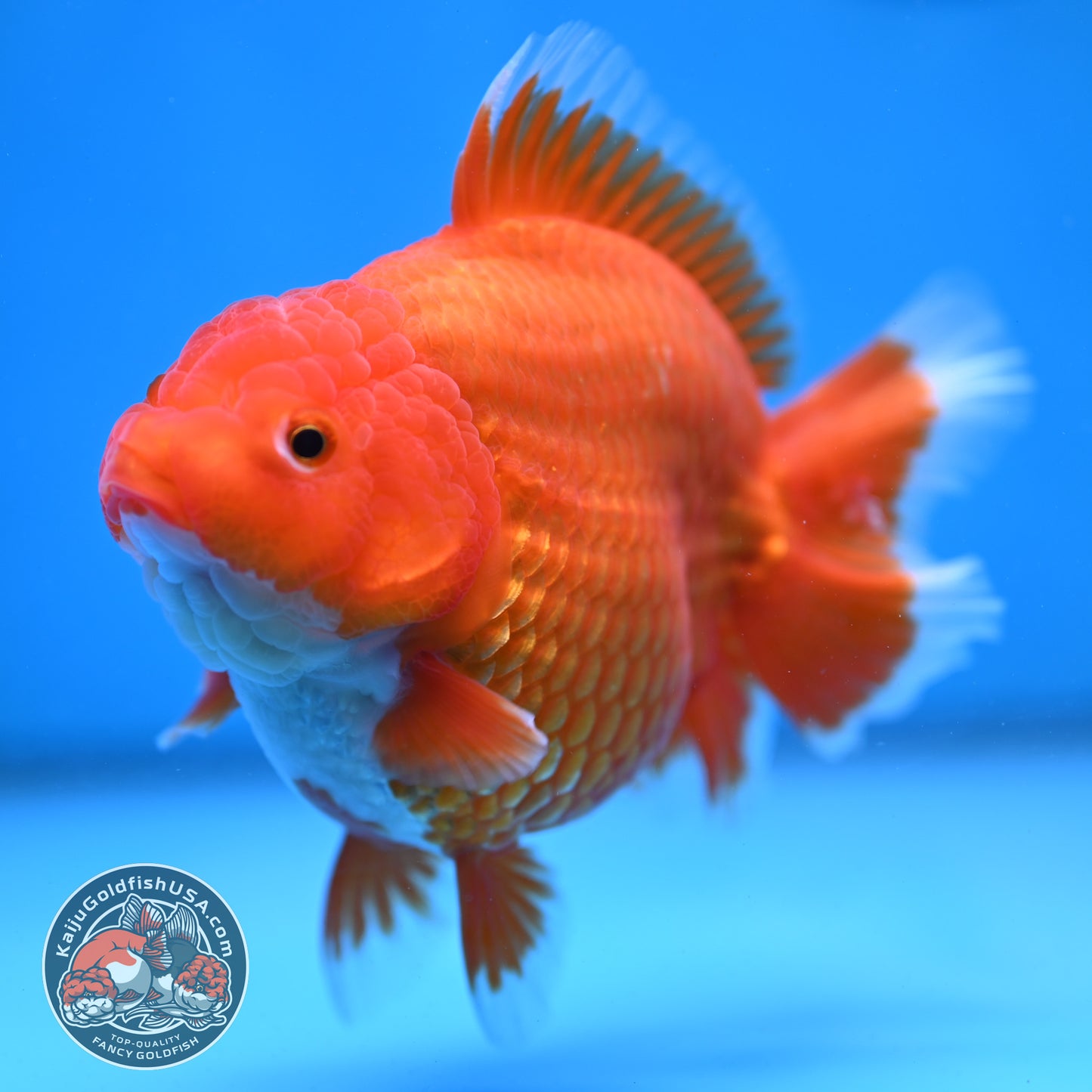 Large Red White Short Tail Oranda 4.8 inch Body (260227_OR15)