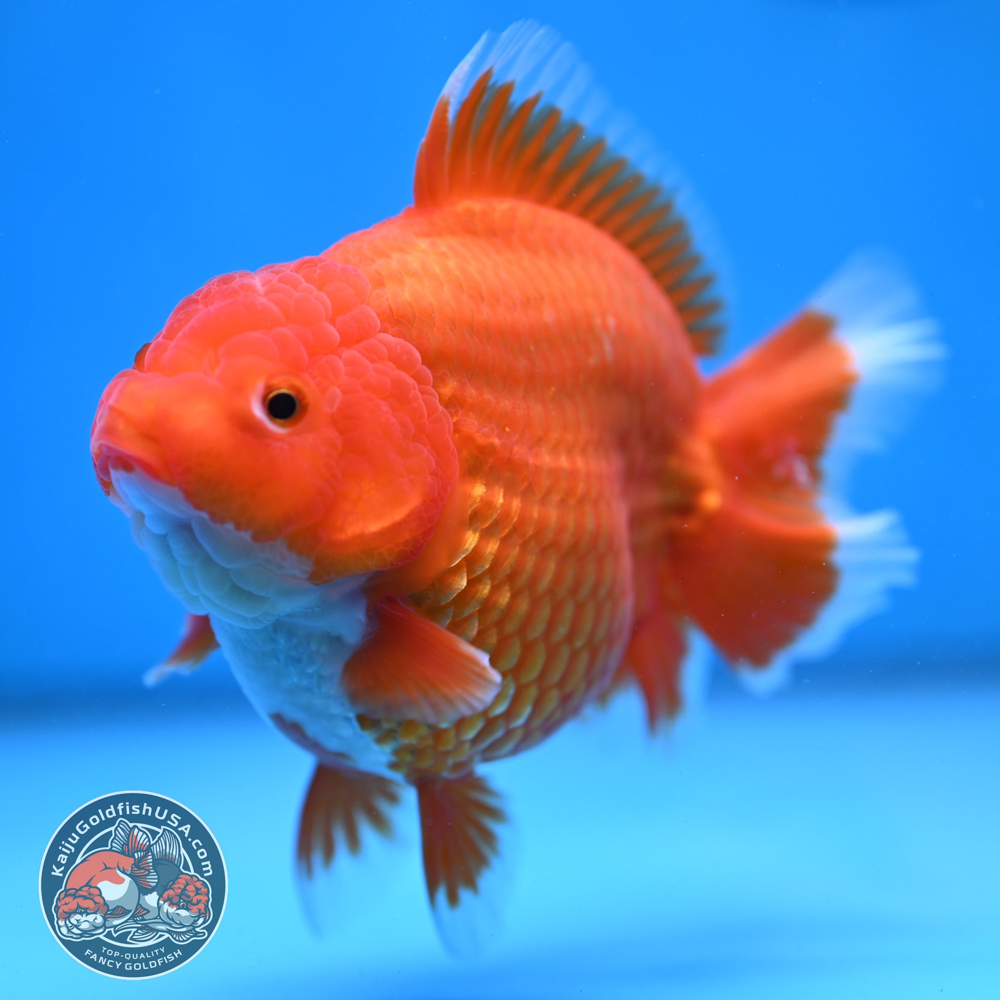 Large Red White Short Tail Oranda 4.8 inch Body (260227_OR15)