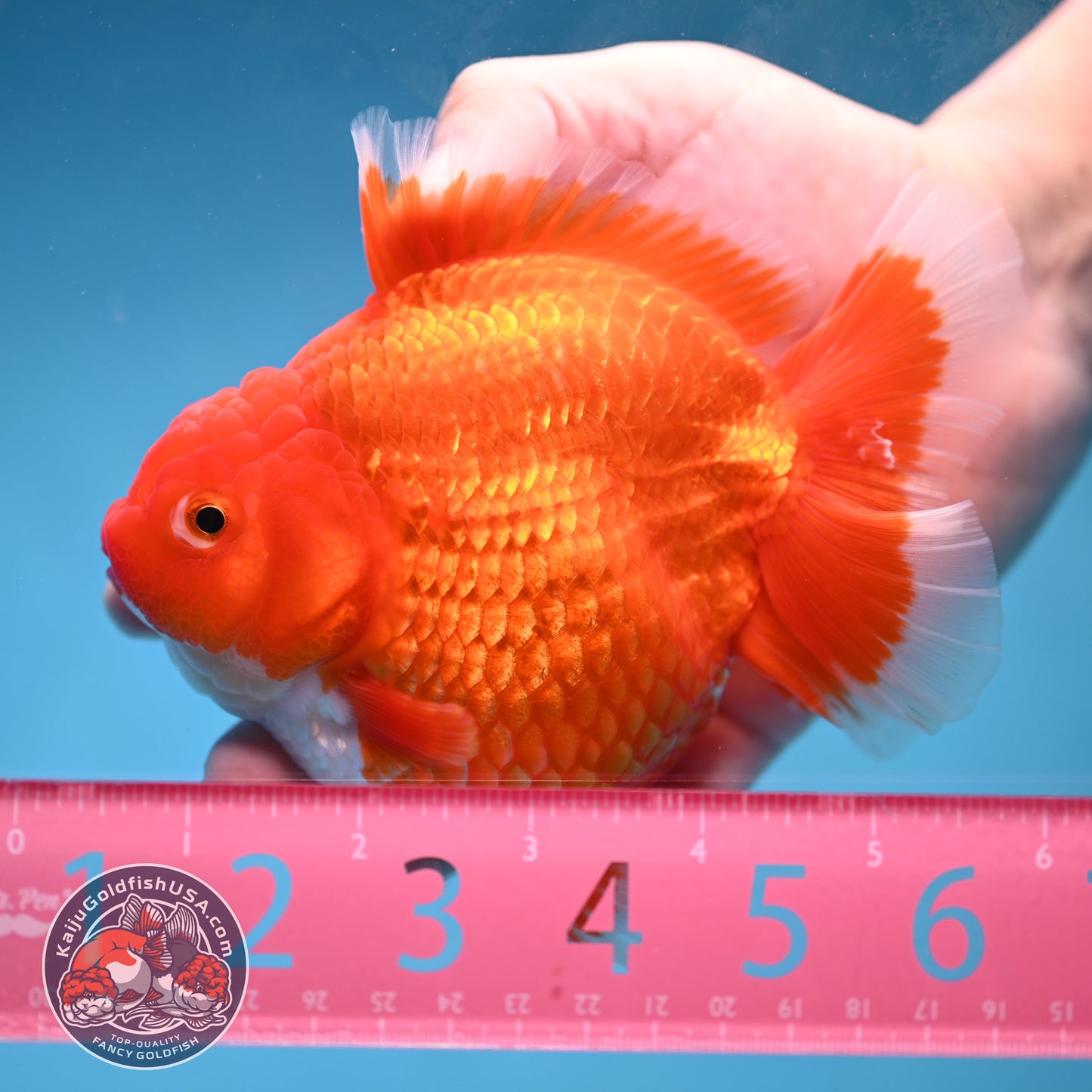Large Red White Short Tail Oranda 4.8 inch Body (260227_OR15)