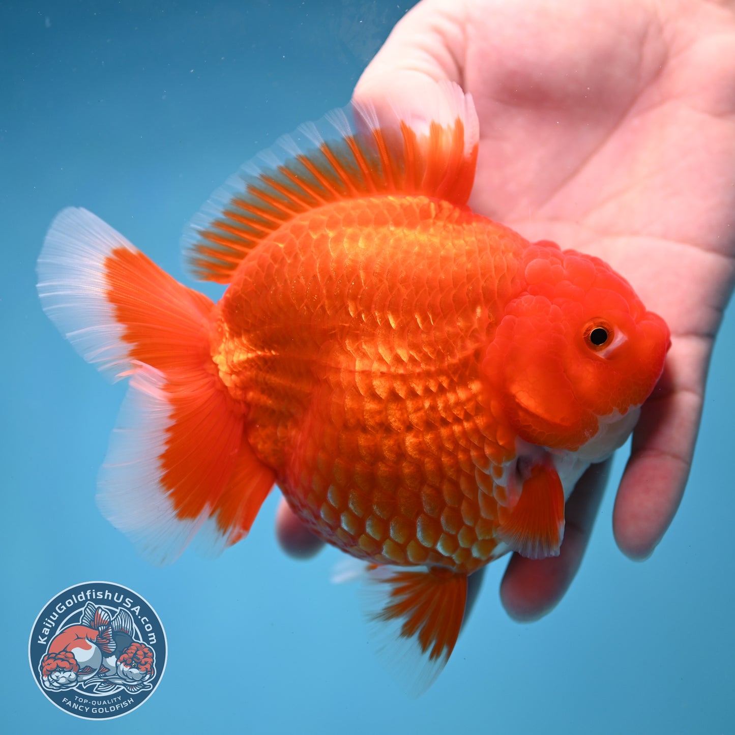 Large Red White Short Tail Oranda 4.8 inch Body (260227_OR15)