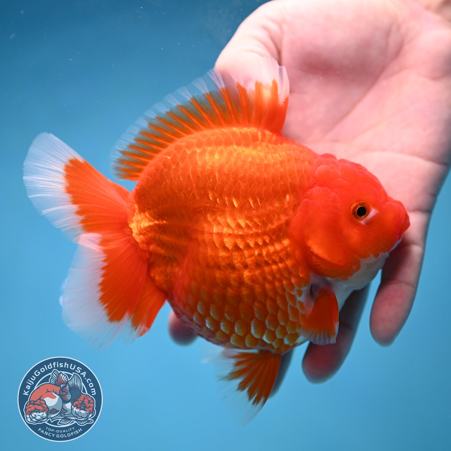 Large Red White Short Tail Oranda 4.8 inch Body (260227_OR15)