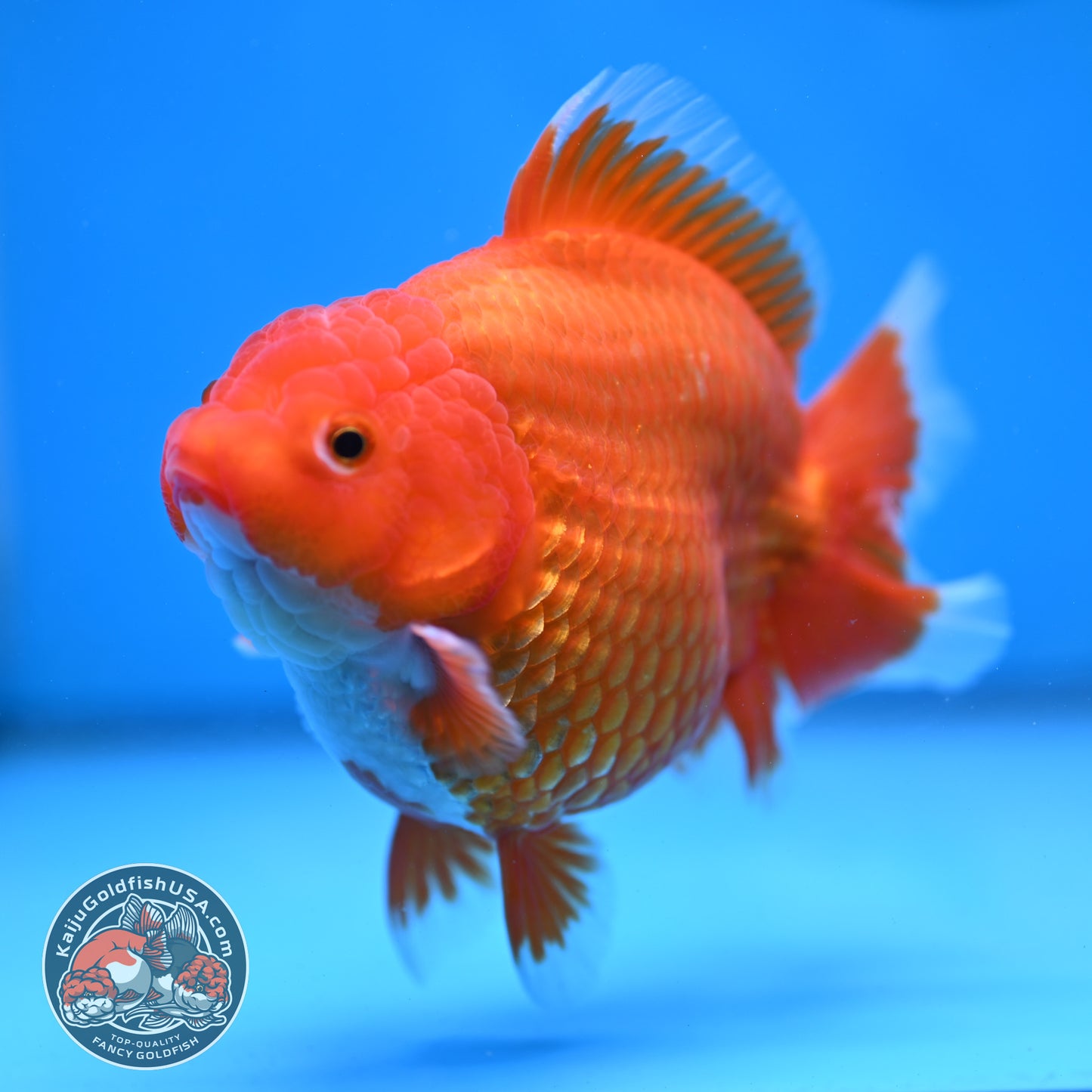 Large Red White Short Tail Oranda 4.8 inch Body (260227_OR15)