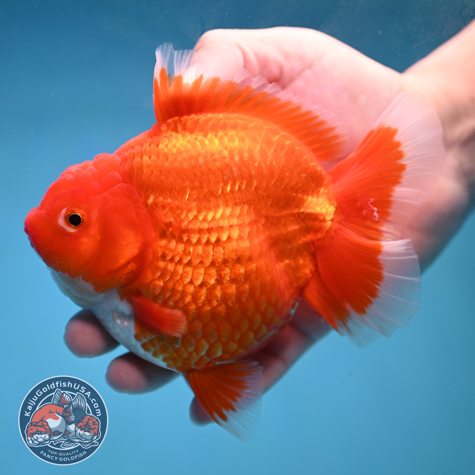 Large Red White Short Tail Oranda 4.8 inch Body (260227_OR15)