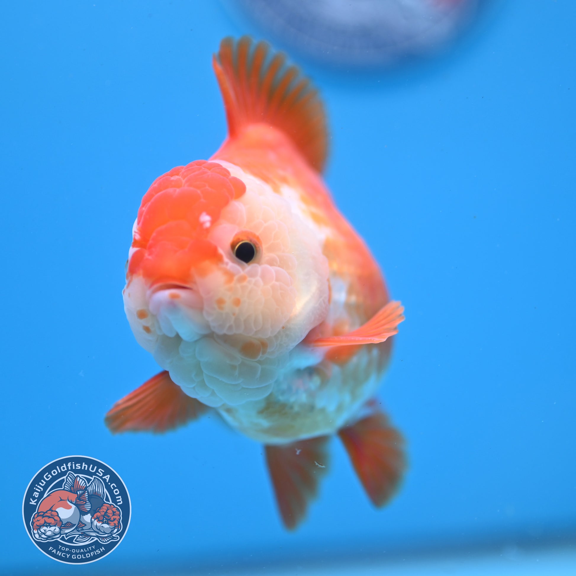 Large Red White YuanBao Oranda 4.2 inch Body (251031_OR18)
