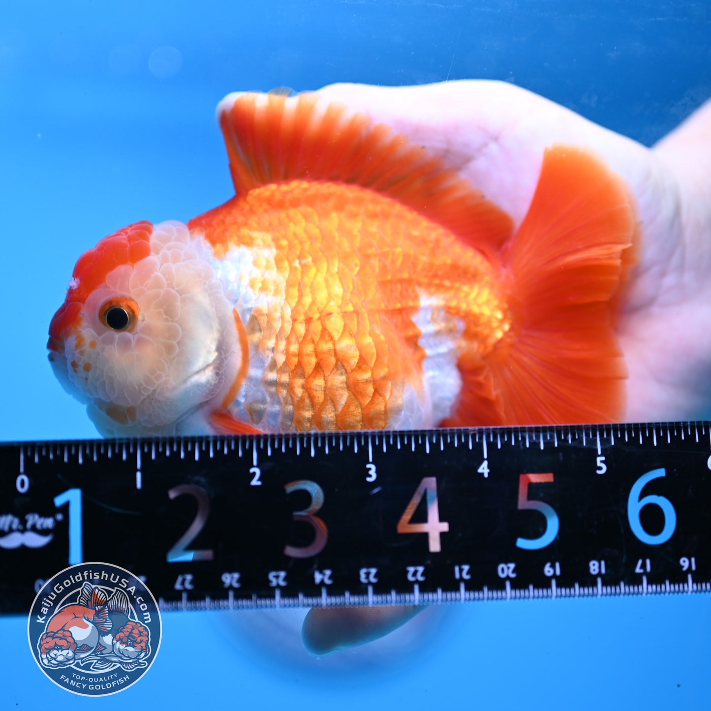 Large Red White YuanBao Oranda 4.2 inch Body (251031_OR18)