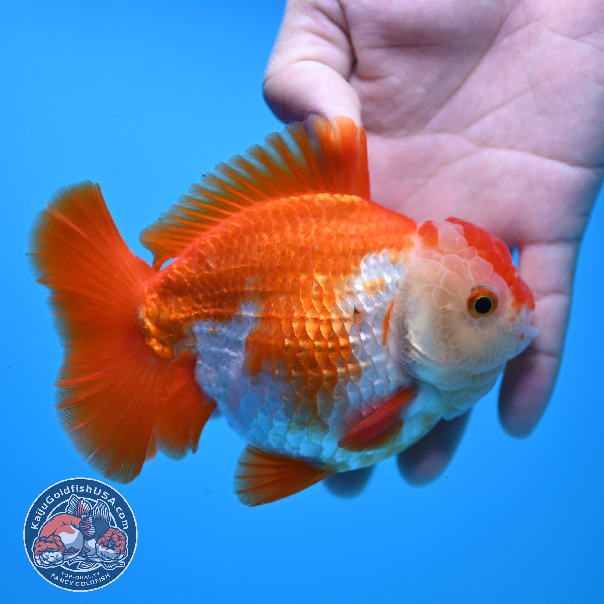 Large Red White YuanBao Oranda 4.2 inch Body (251031_OR18)