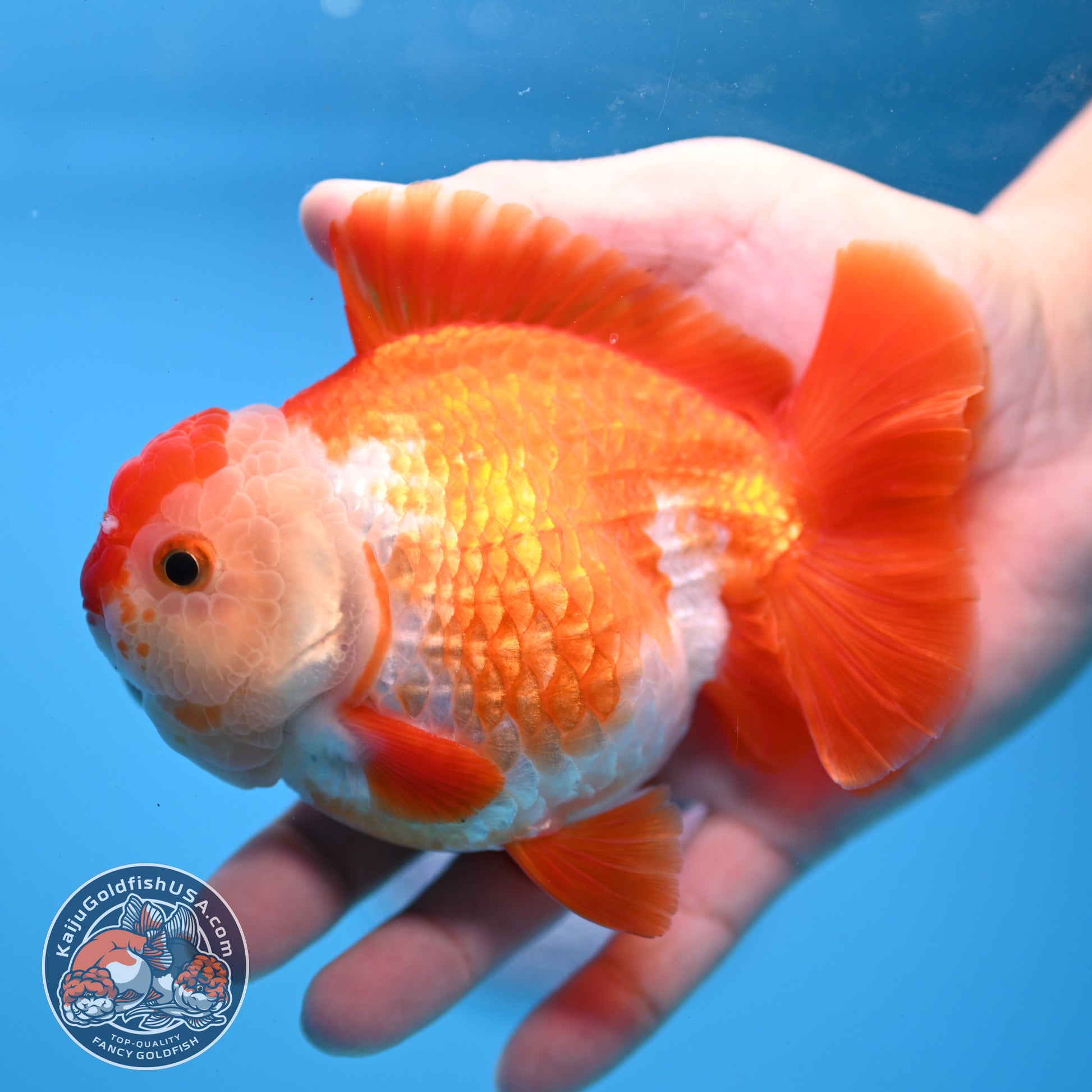Large Red White YuanBao Oranda 4.2 inch Body (251031_OR18)