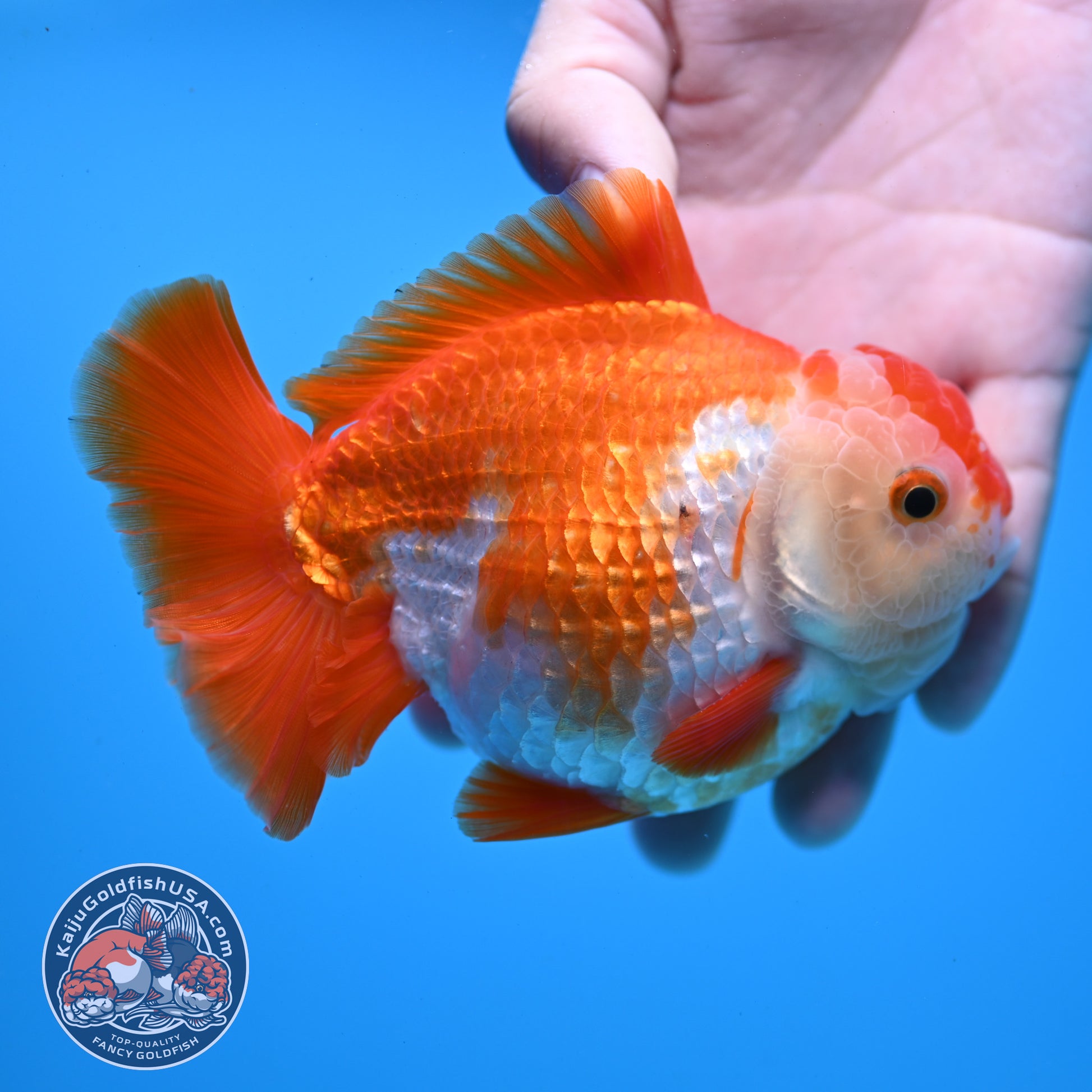 Large Red White YuanBao Oranda 4.2 inch Body (251031_OR18)