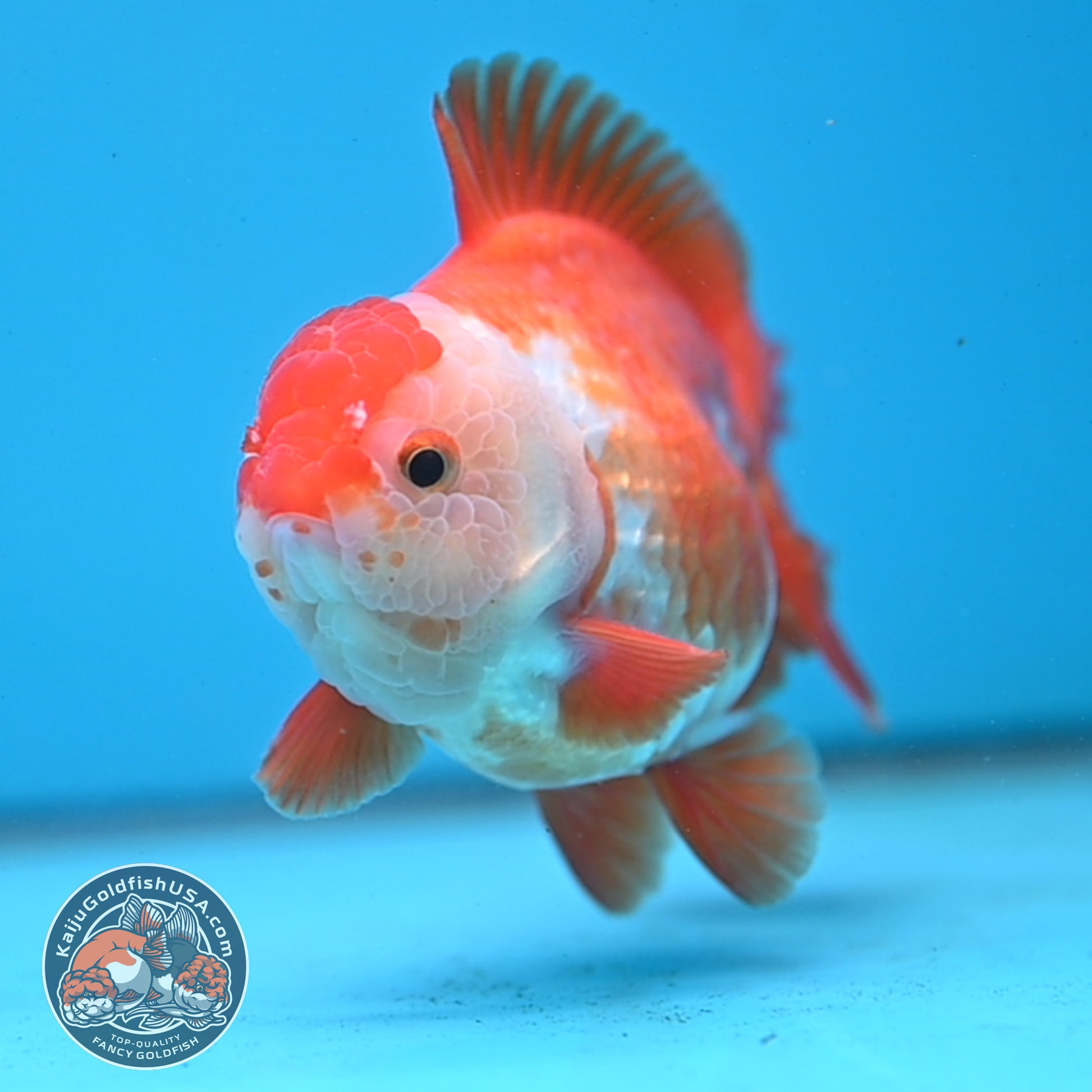 Large Red White YuanBao Oranda 4.2 inch Body (251031_OR18)