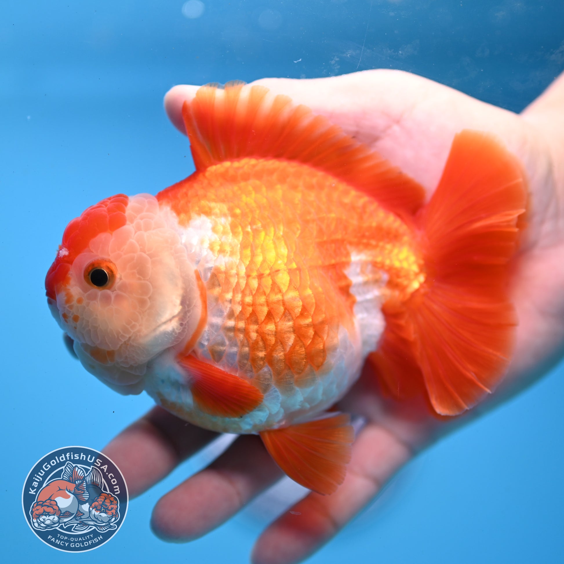 Large Red White YuanBao Oranda 4.2 inch Body (251031_OR18)