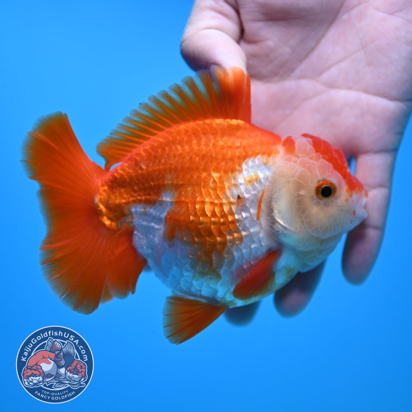 Large Red White YuanBao Oranda 4.2 inch Body (251031_OR18)