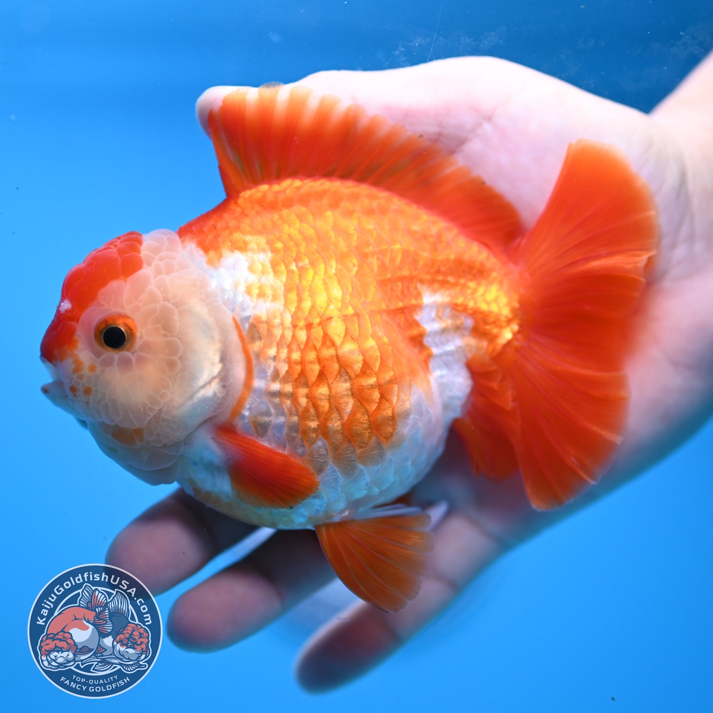 Large Red White YuanBao Oranda 4.2 inch Body (251031_OR18)