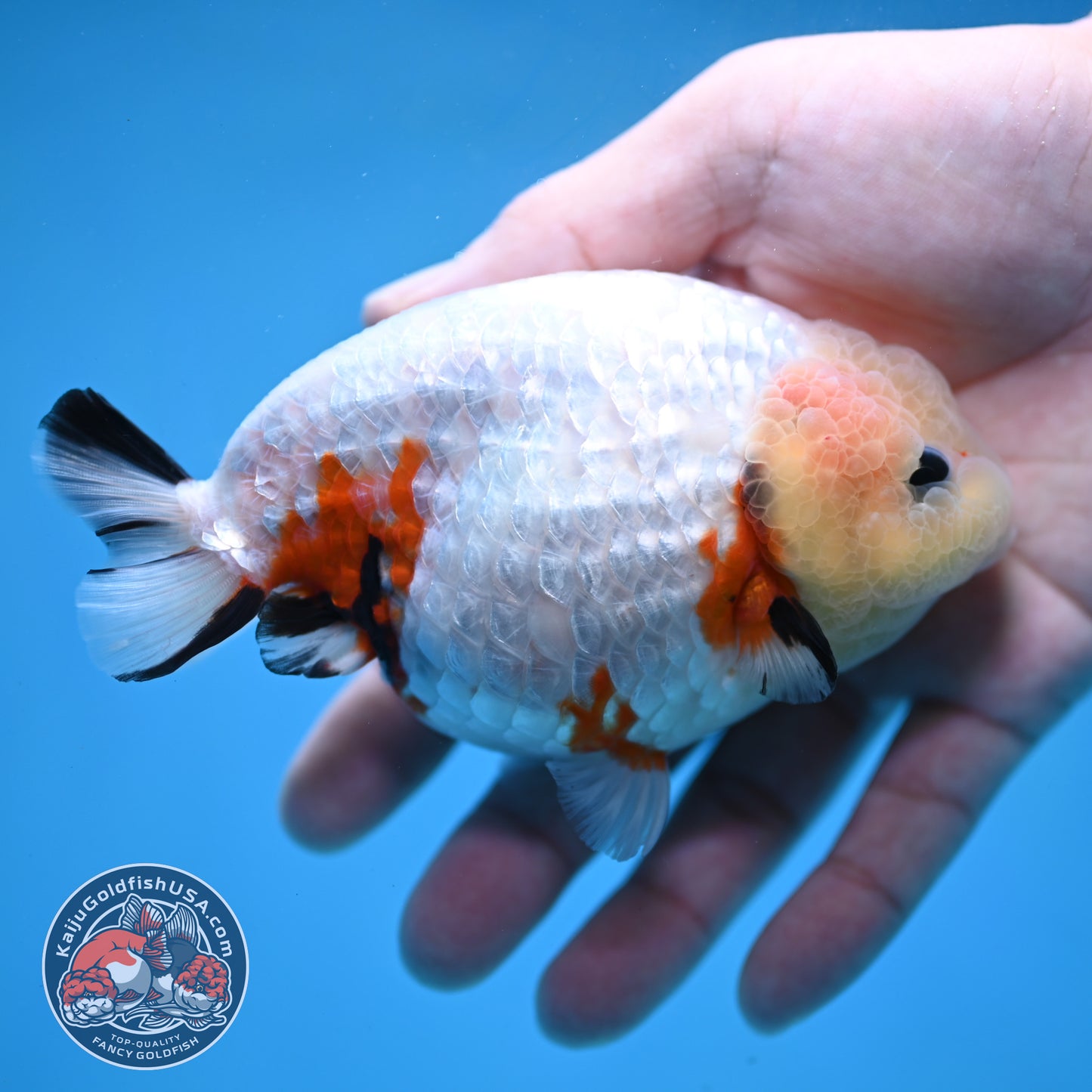 Large Tricolor Ranchu 4 inch Body (260213_RC03)