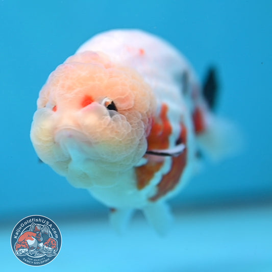 Large Tricolor Ranchu 4 inch Body (260213_RC03)