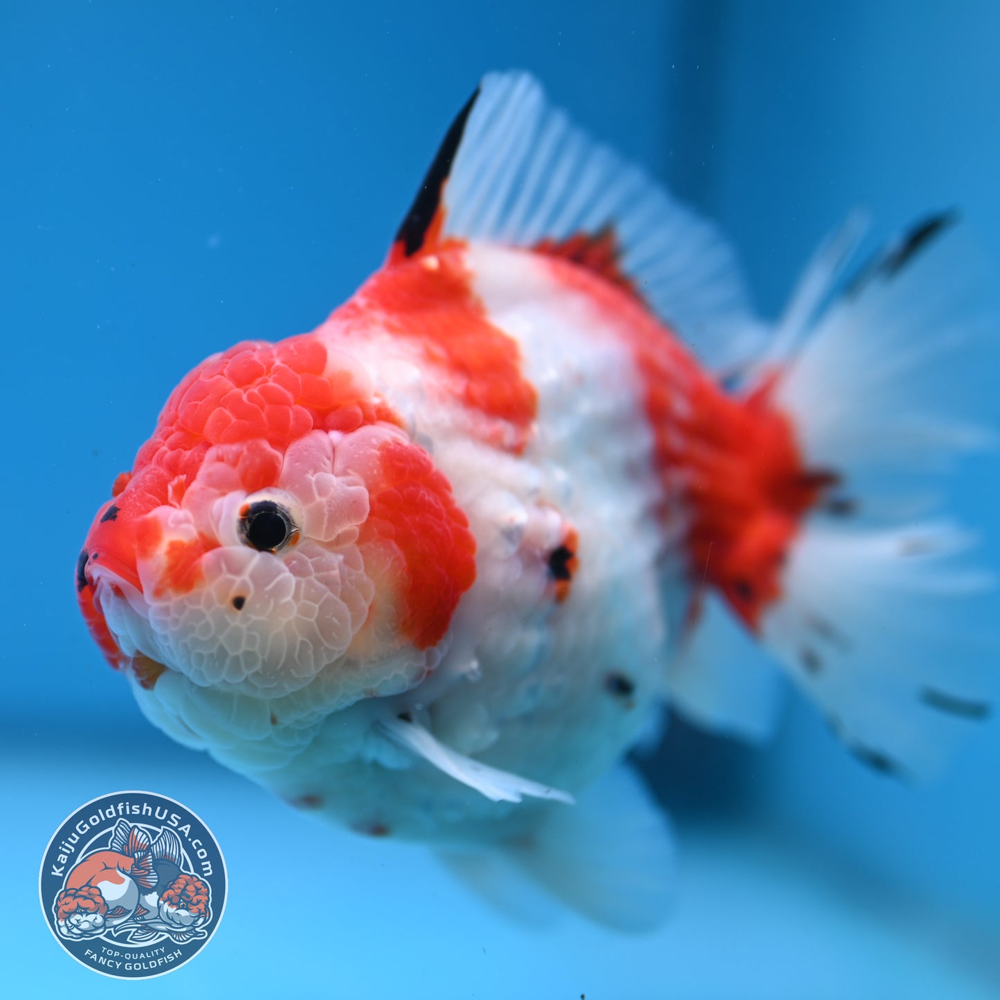 Large Tricolor Tiger Sakura Oranda 4.5 inch Body (251107_OR02)