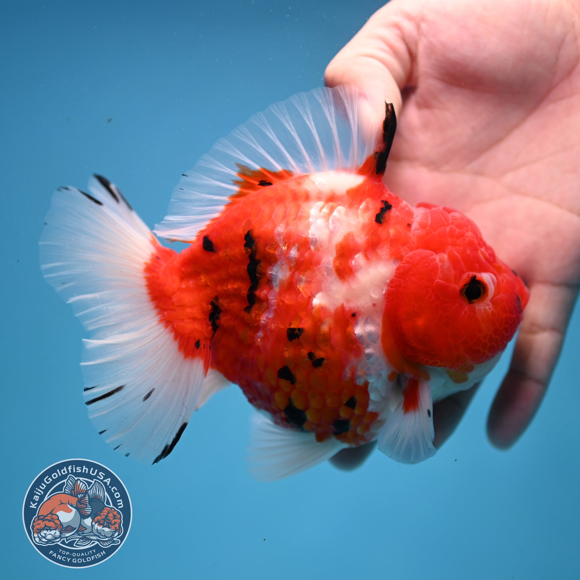 Large Tricolor Tiger Sakura Oranda 4.5 inch Body (251107_OR02)