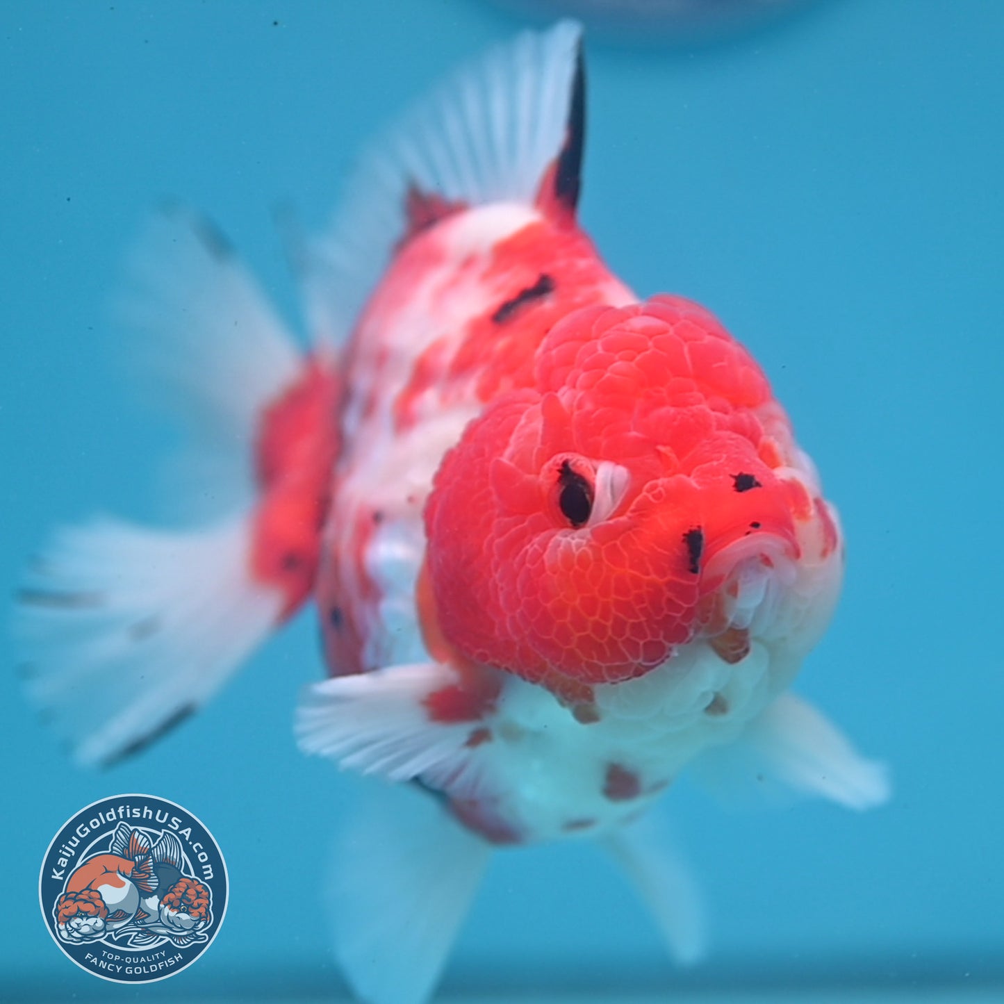 Large Tricolor Tiger Sakura Oranda 4.5 inch Body (251107_OR02)