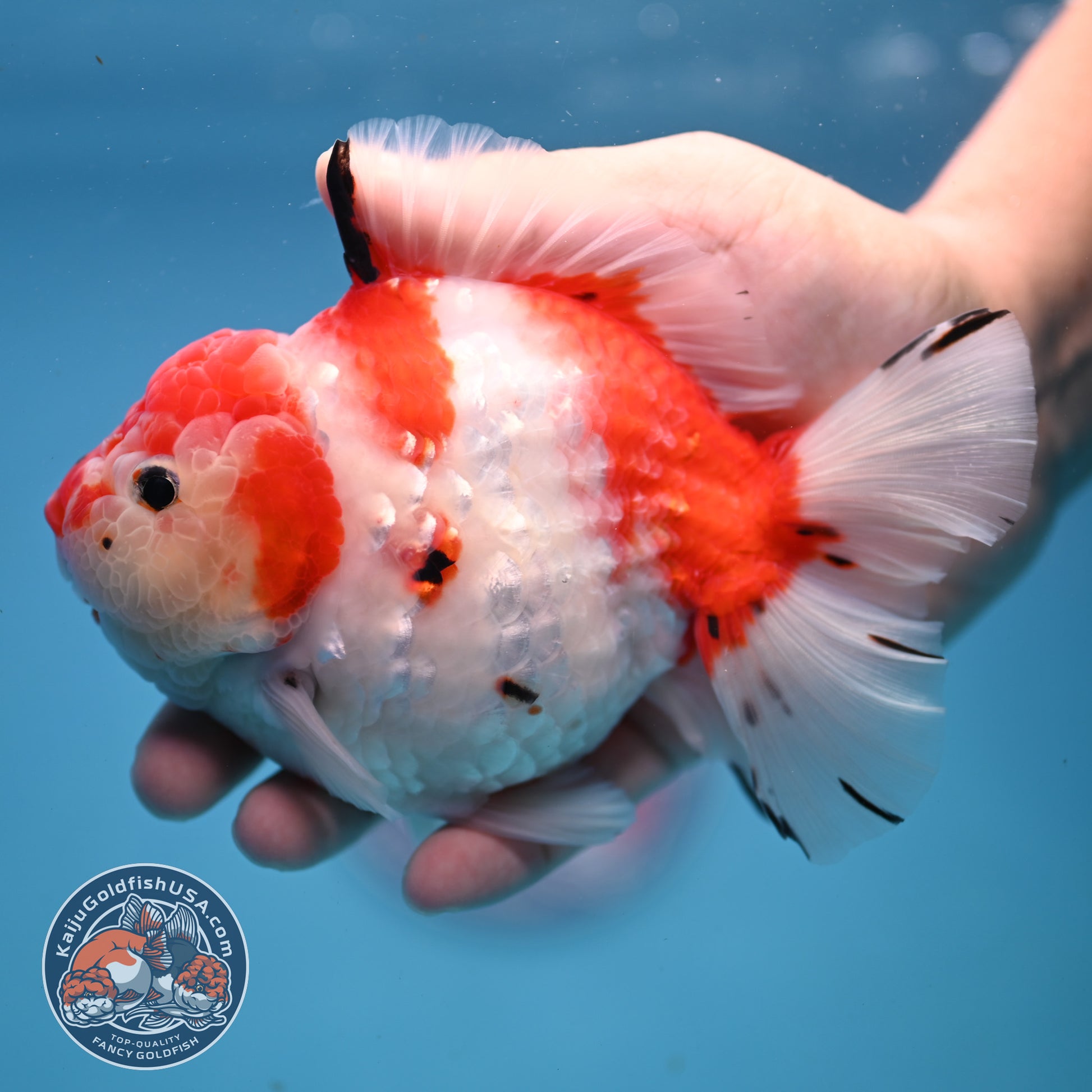 Large Tricolor Tiger Sakura Oranda 4.5 inch Body (251107_OR02)