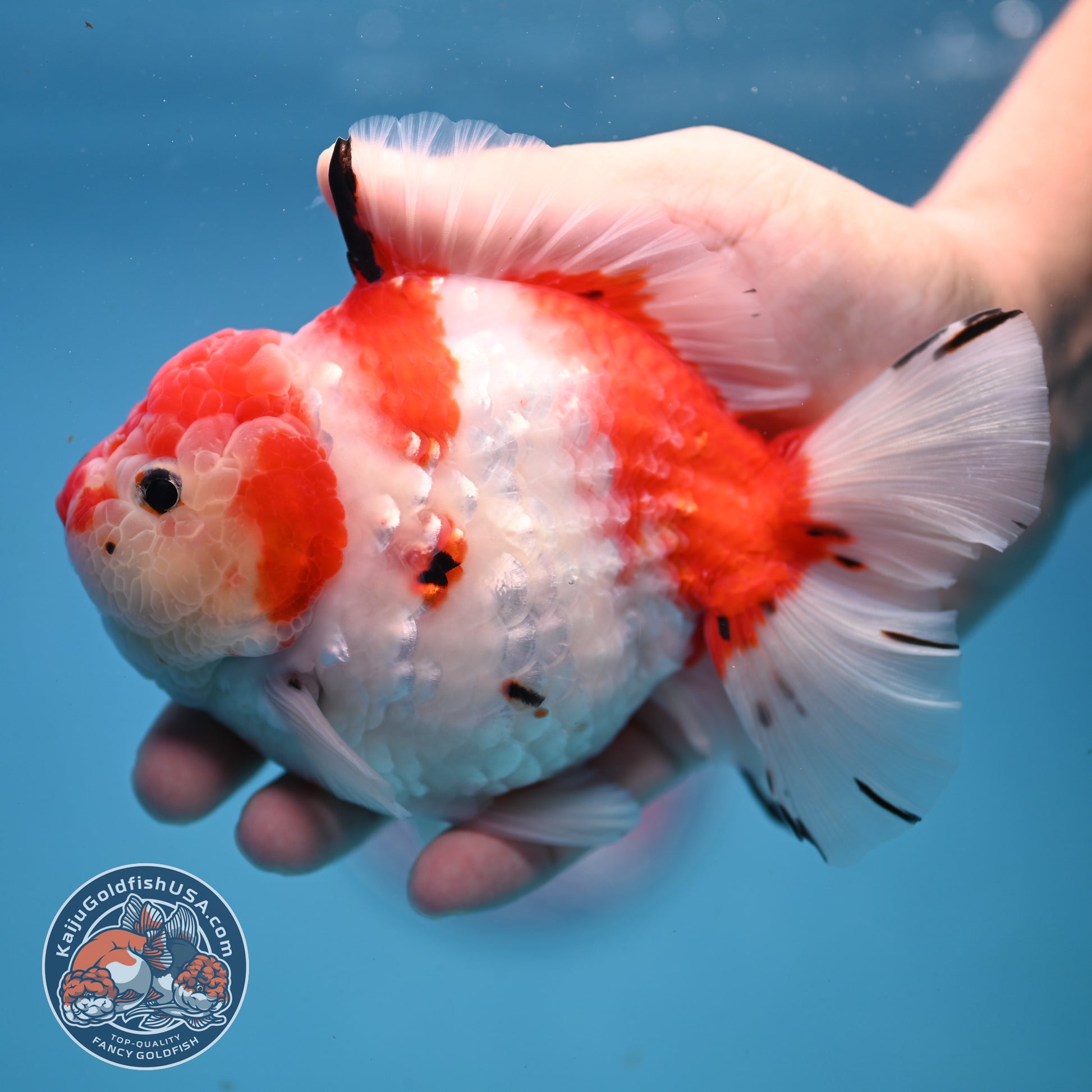 Large Tricolor Tiger Sakura Oranda 4.5 inch Body (251107_OR02)