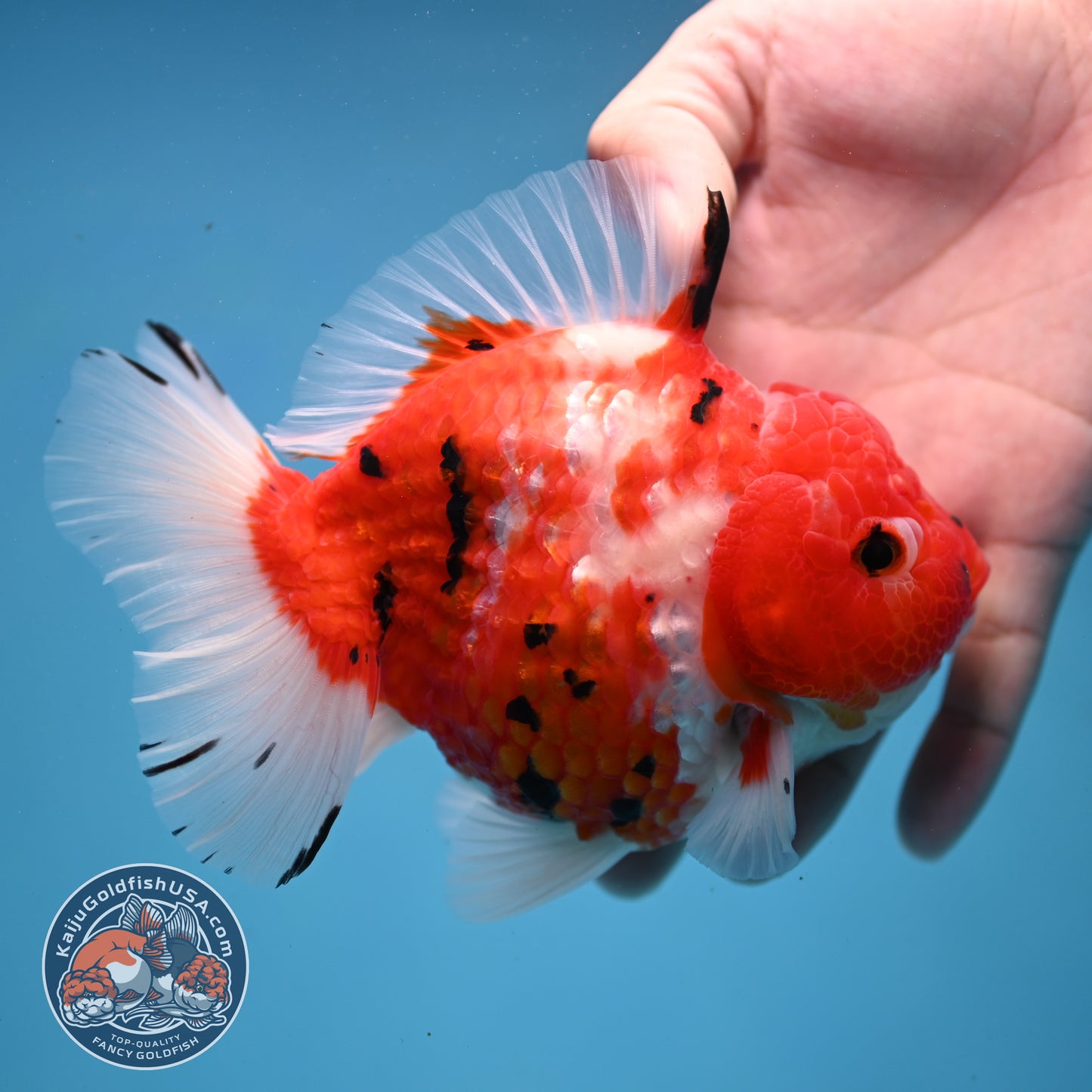 Large Tricolor Tiger Sakura Oranda 4.5 inch Body (251107_OR02)