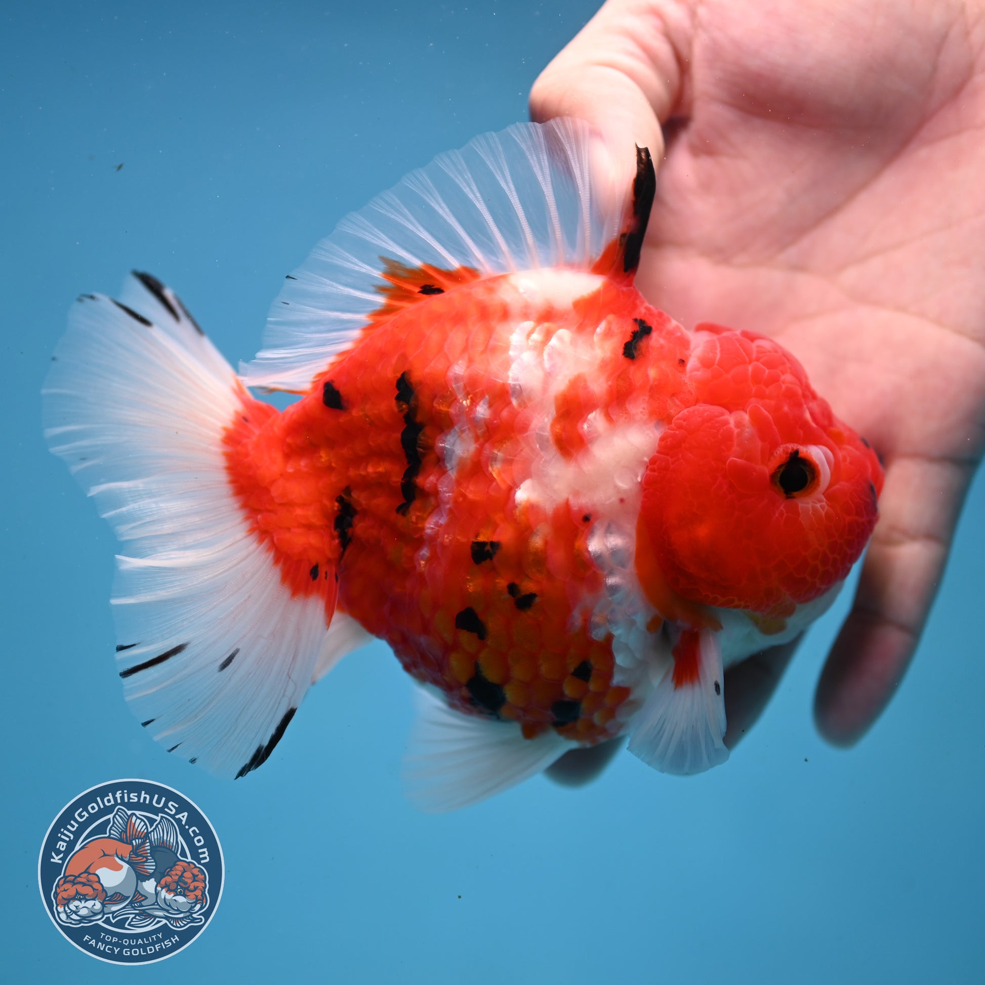 Large Tricolor Tiger Sakura Oranda 4.5 inch Body (251107_OR02)
