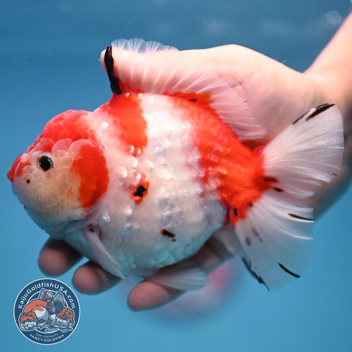 Large Tricolor Tiger Sakura Oranda 4.5 inch Body (251107_OR02)