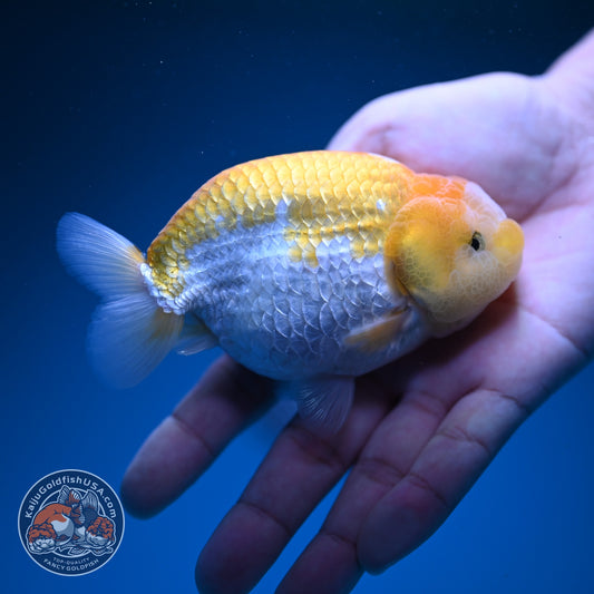 Lemon Cream Ranchu 4 inch Body (260724_RC06)